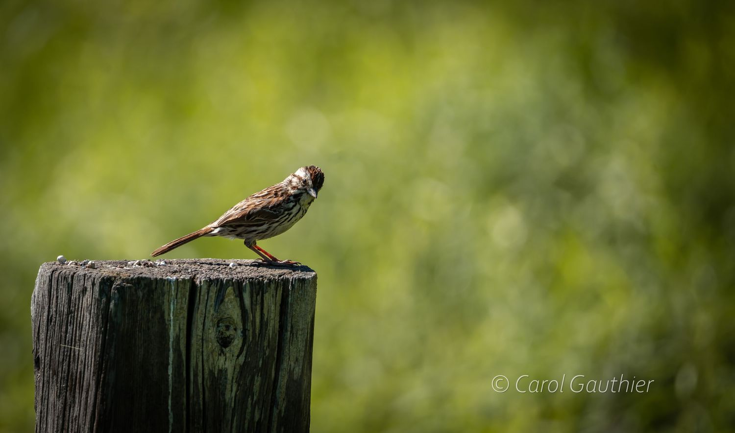 Song Sparrow bird