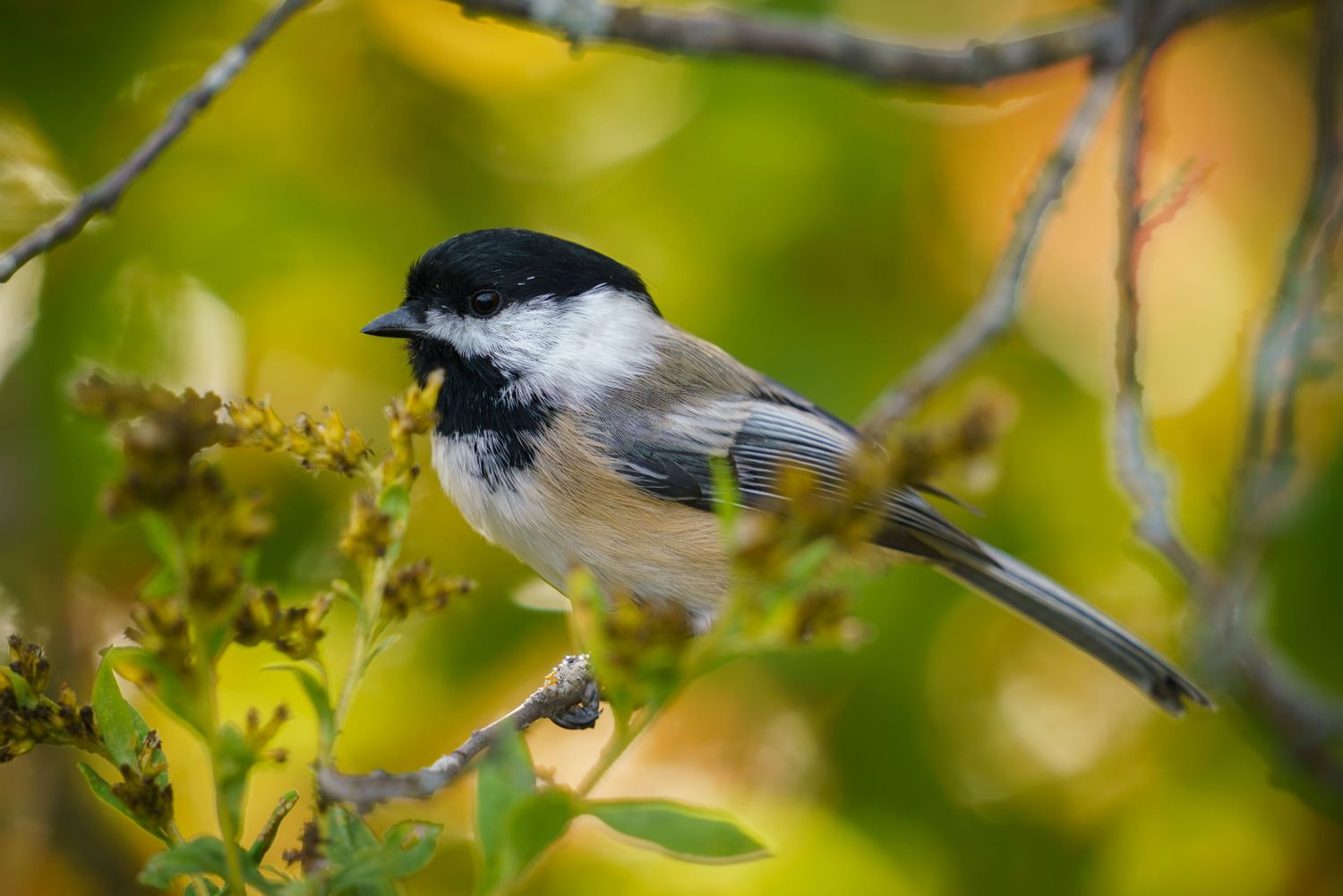 Chickadee bird with autumn colors in the background, Quebec, Canada.