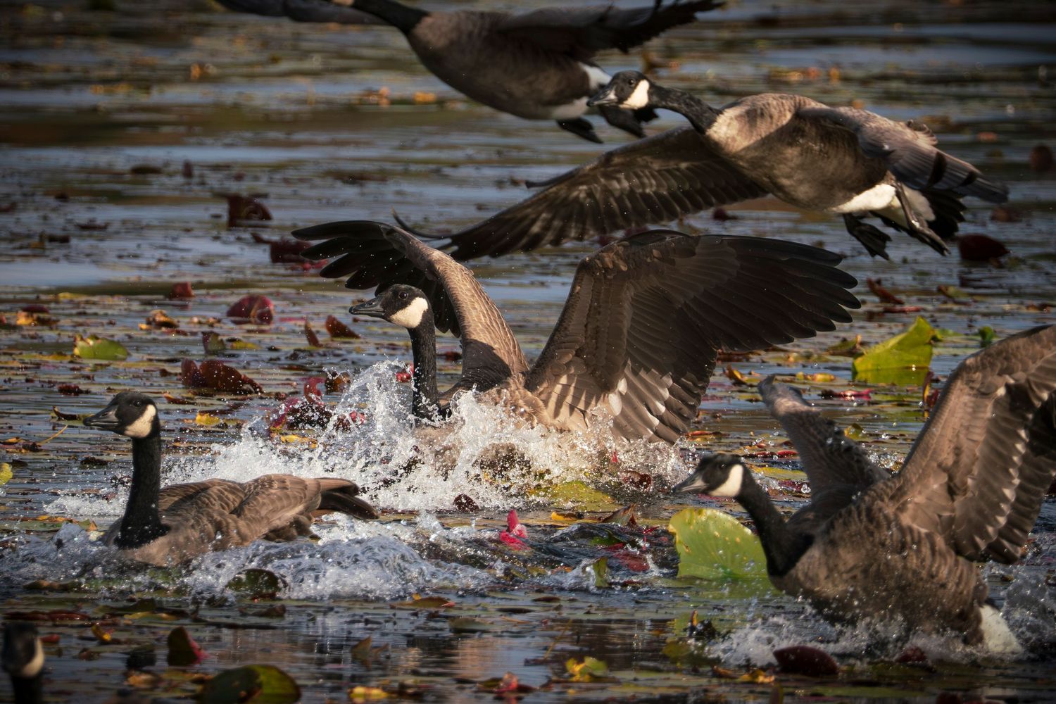 Canada Goose. In Eastern Townships, Quebec.