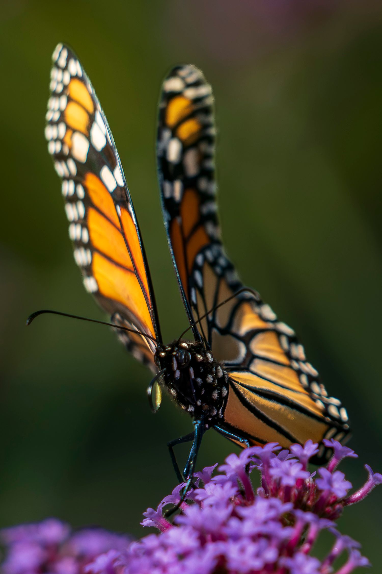 Eastern Monarch buterfly. Shot in the south of Quebec, Canada.