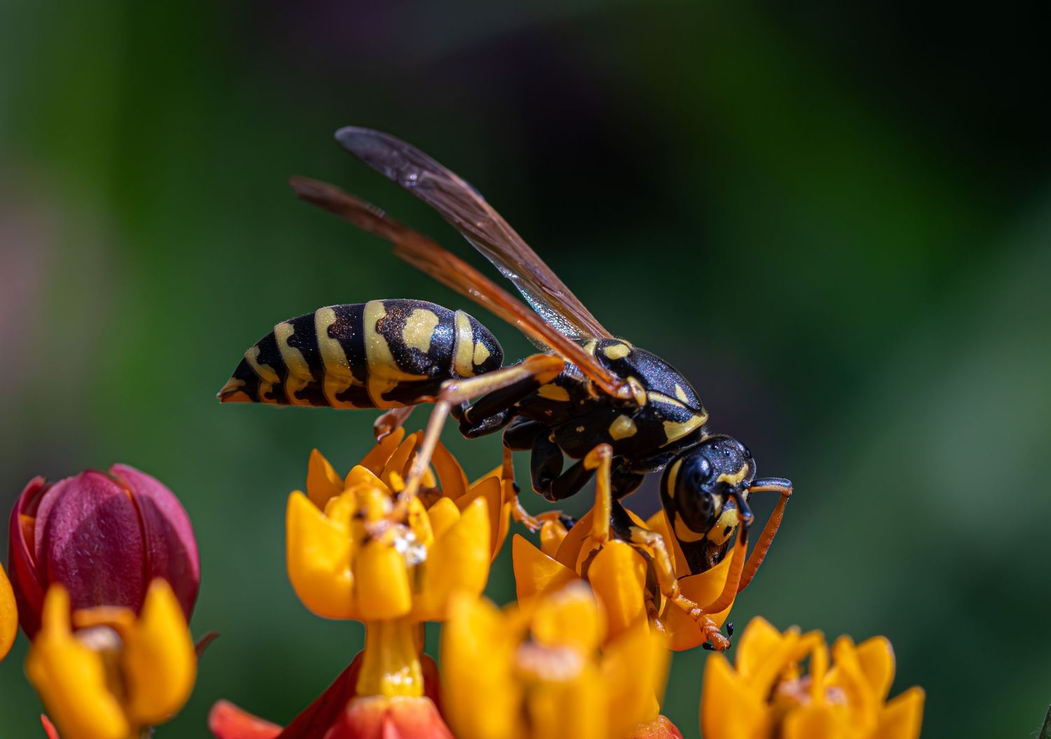 European Paper Wasp
