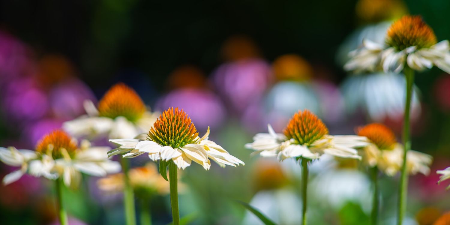 Echinacea flowers