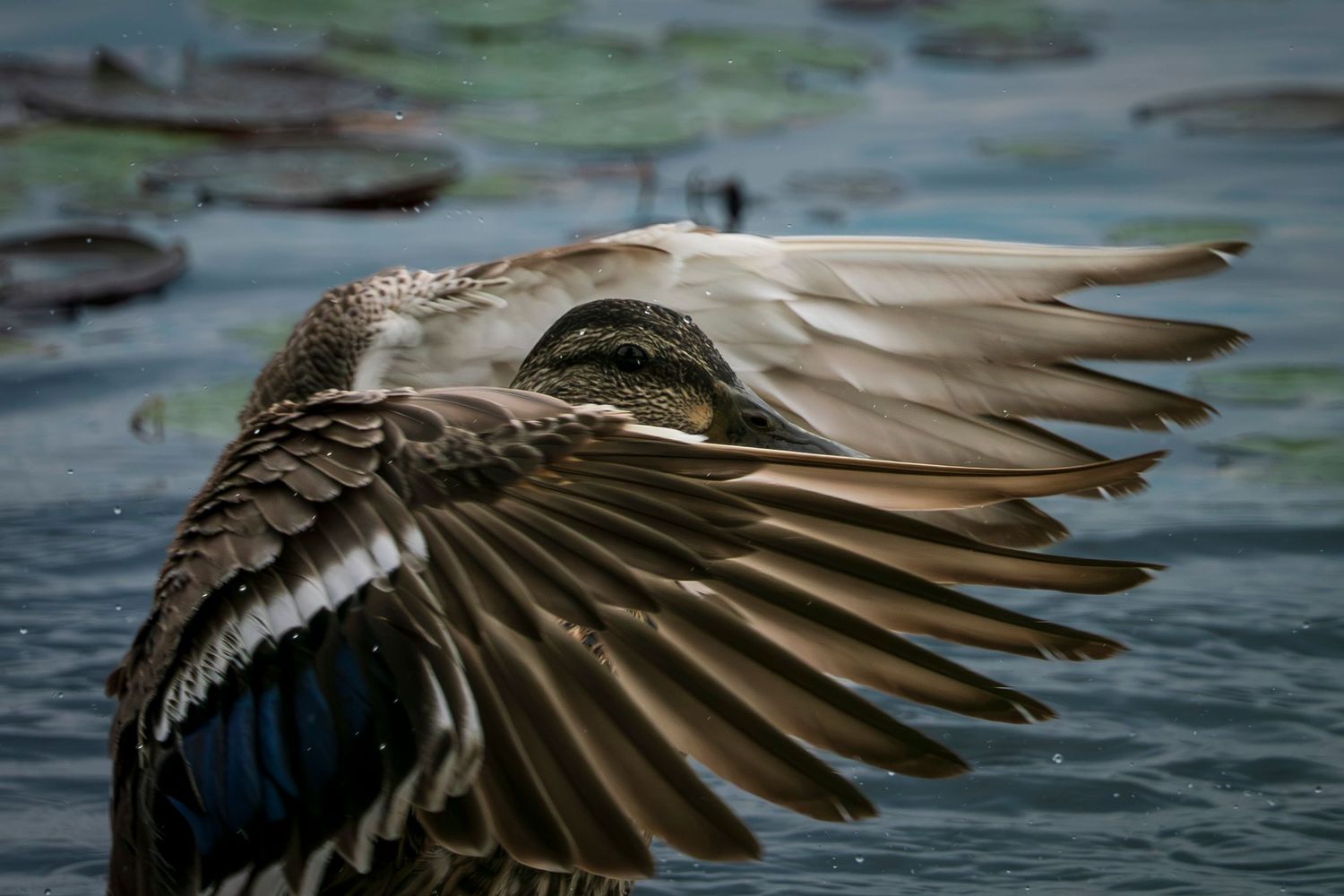 Female Mallard Duck Showering!