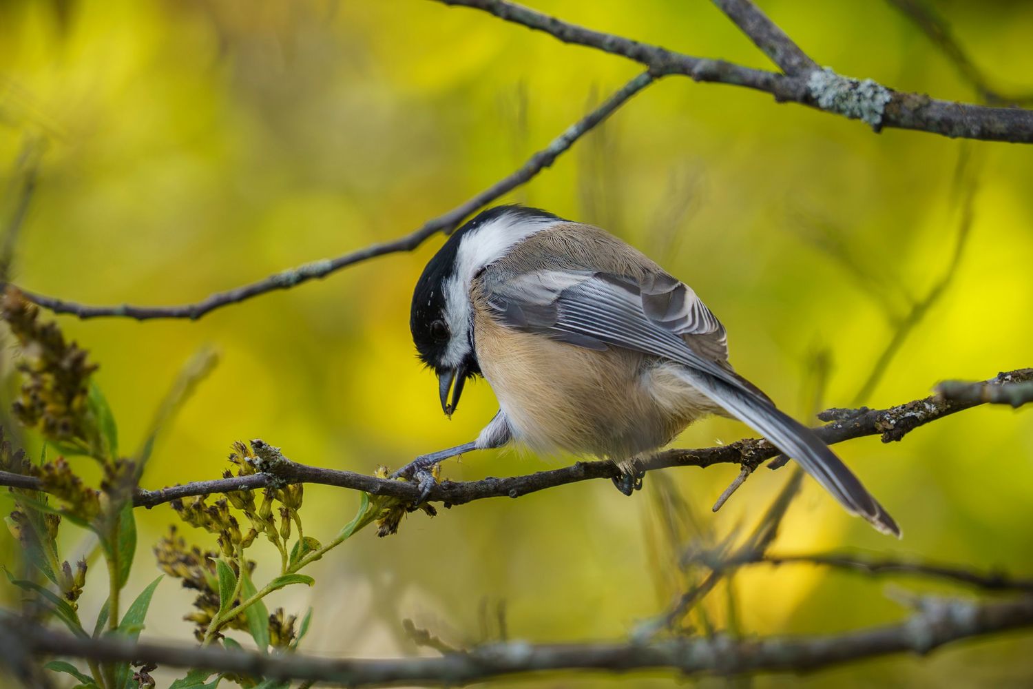 Chickadee bird with autumn colors in the background, Quebec, Canada.