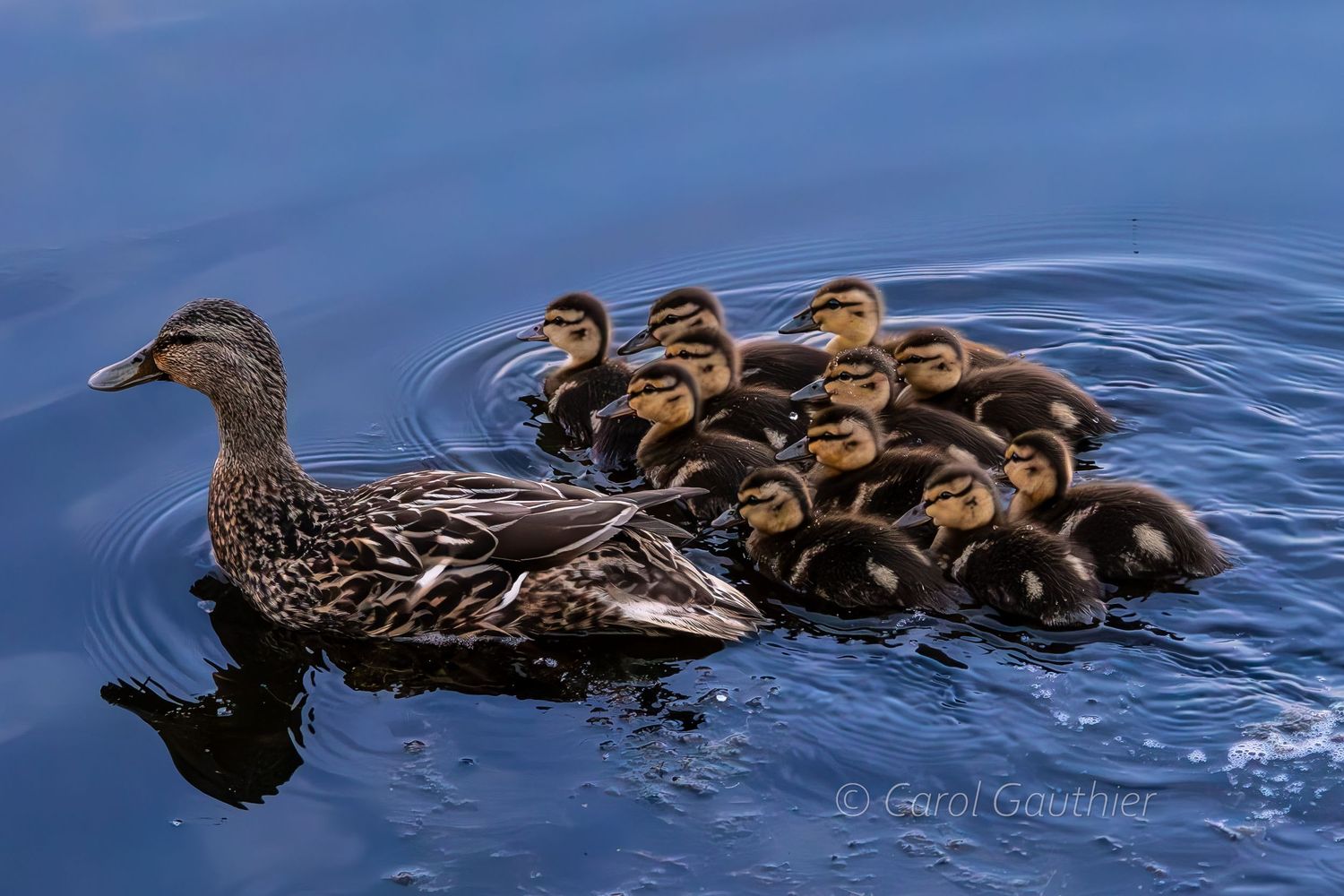 Female Mallard duck and duckings