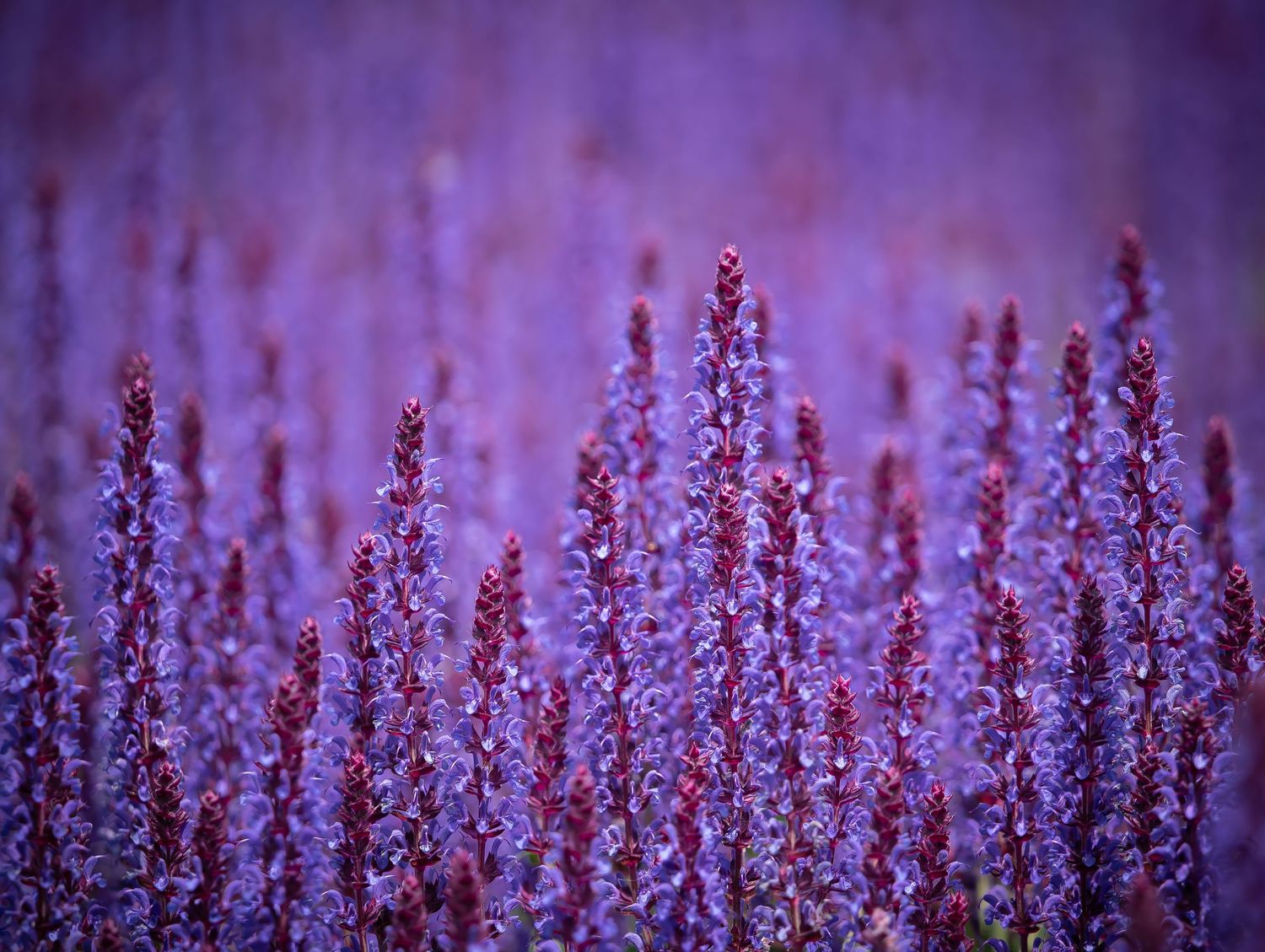 Sage flower