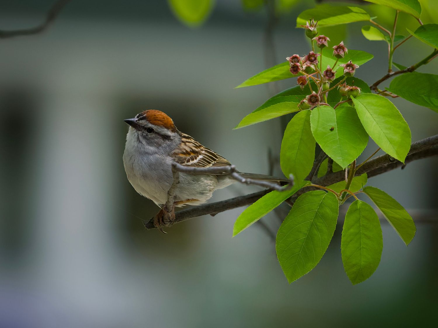 Chipping Sparrow