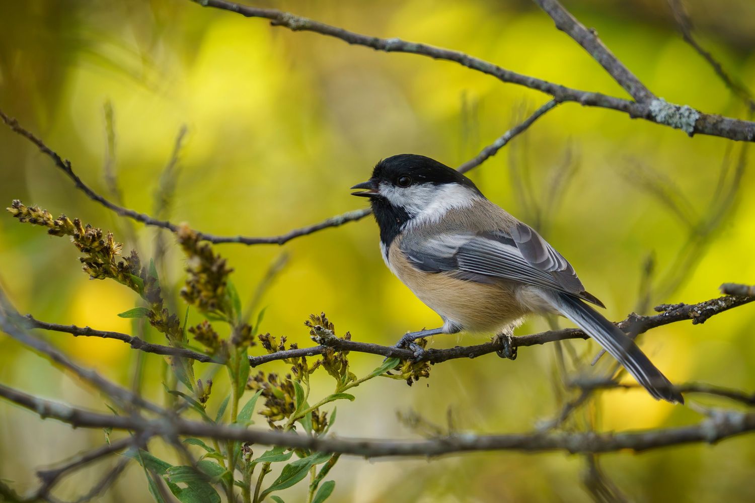Chickadee bird with autumn colors in the background, Quebec, Canada.