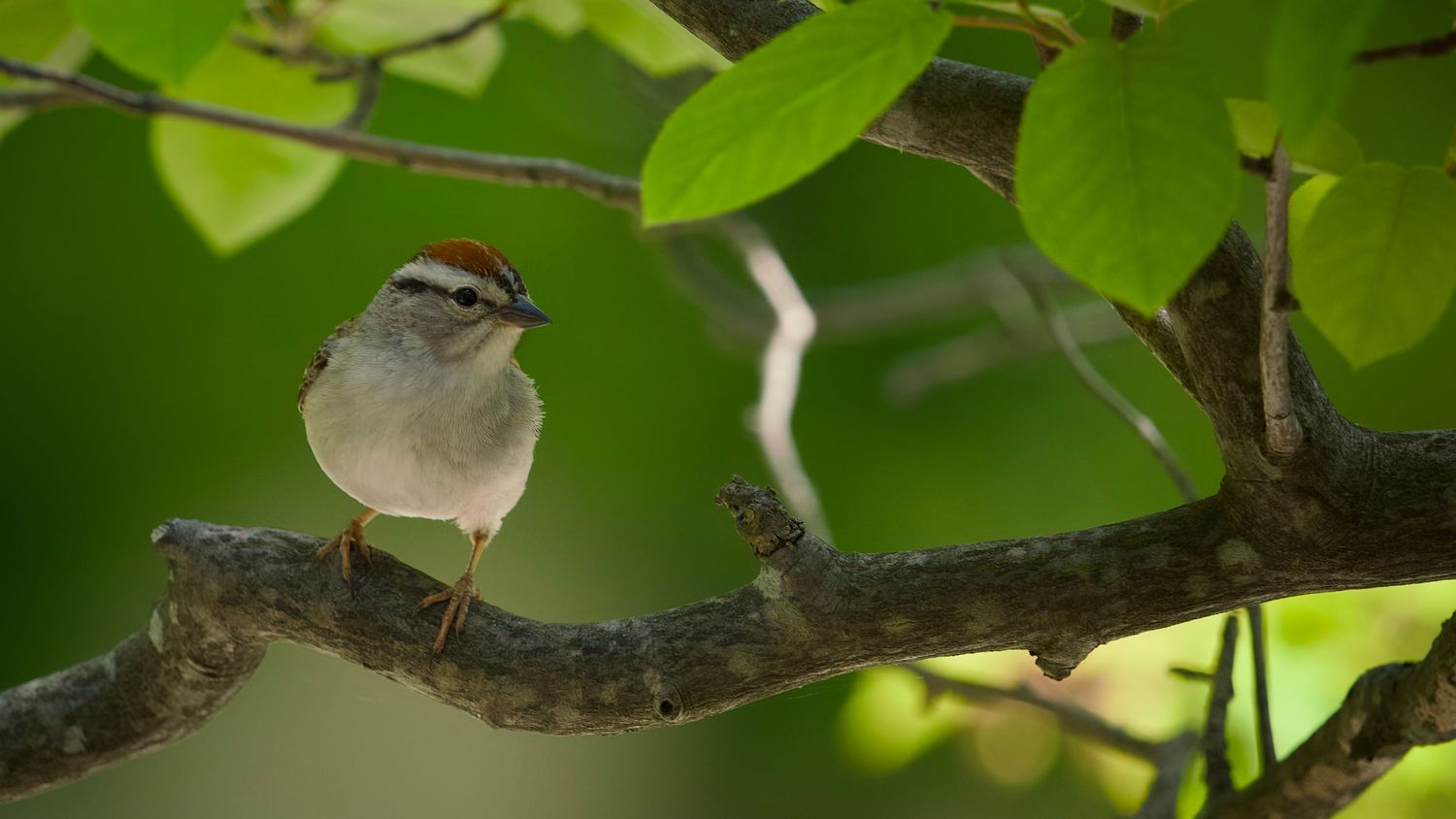 Chipping Sparrow