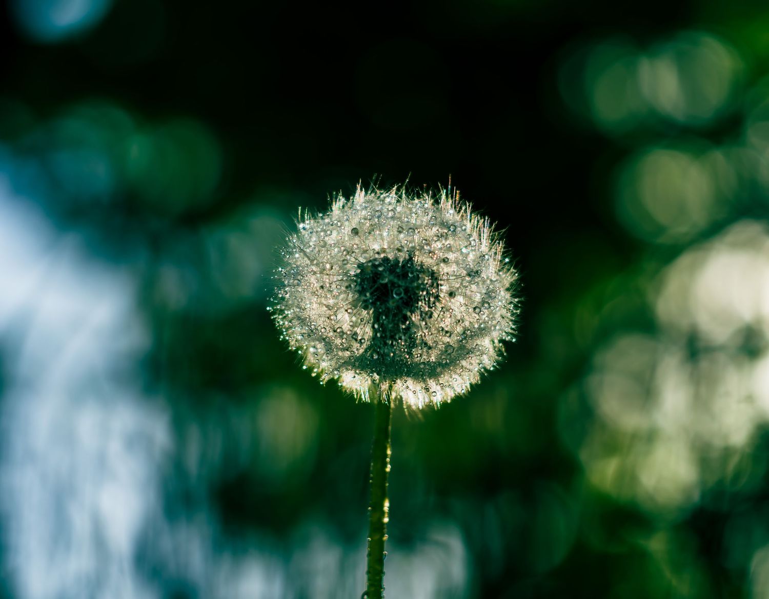Dandelion light and dew. Dandelion puff balls. Puff seeds.