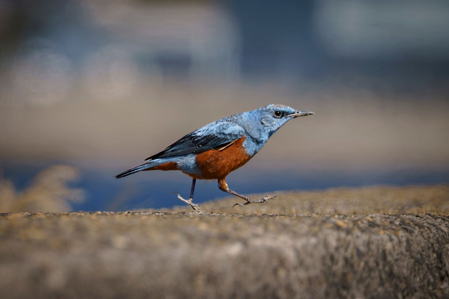 Birds. Male Blue Rock Thrush. In tarumizo, Kyushu, Japan