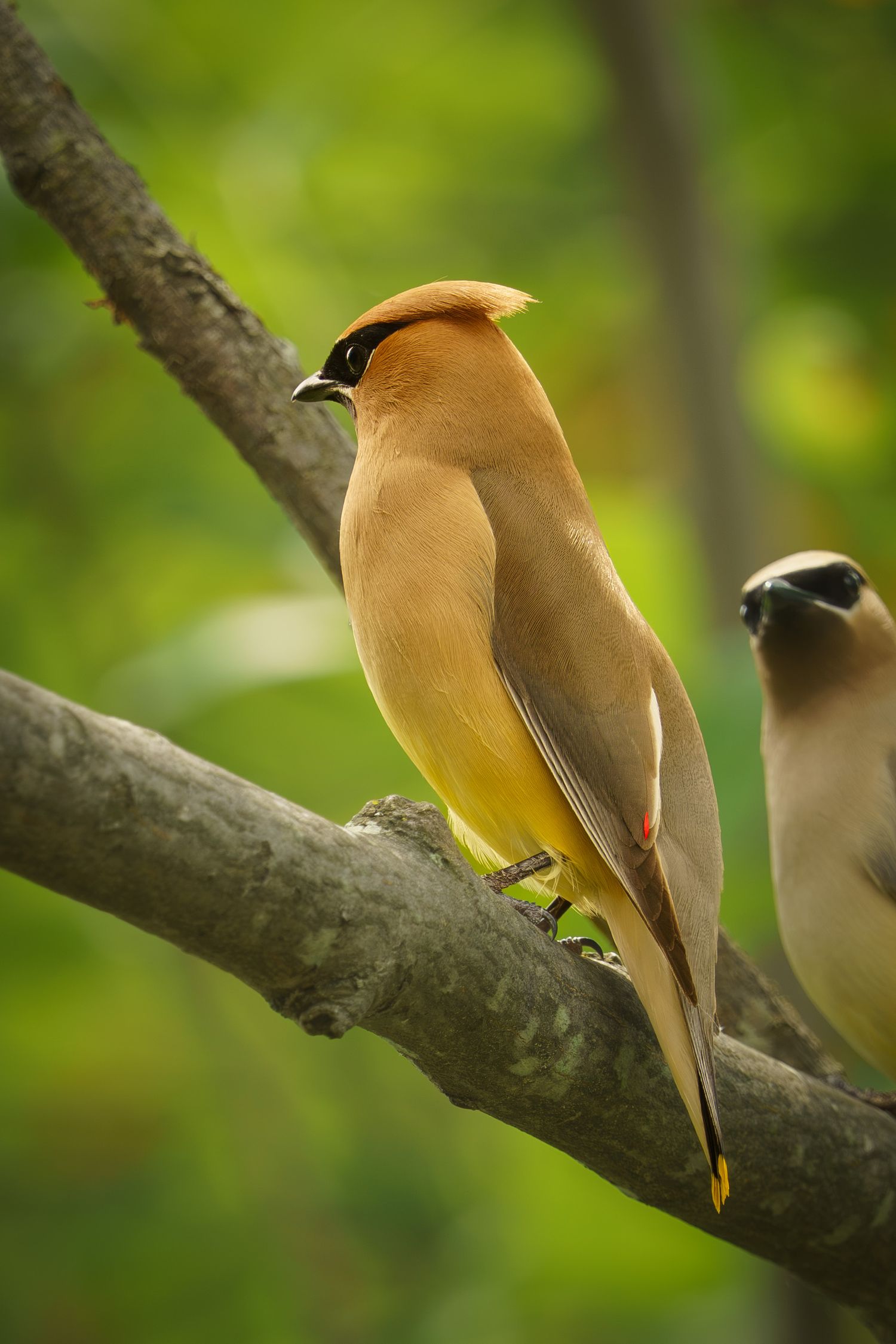 Two Cedar Waxwing. Jaseur d'amérique