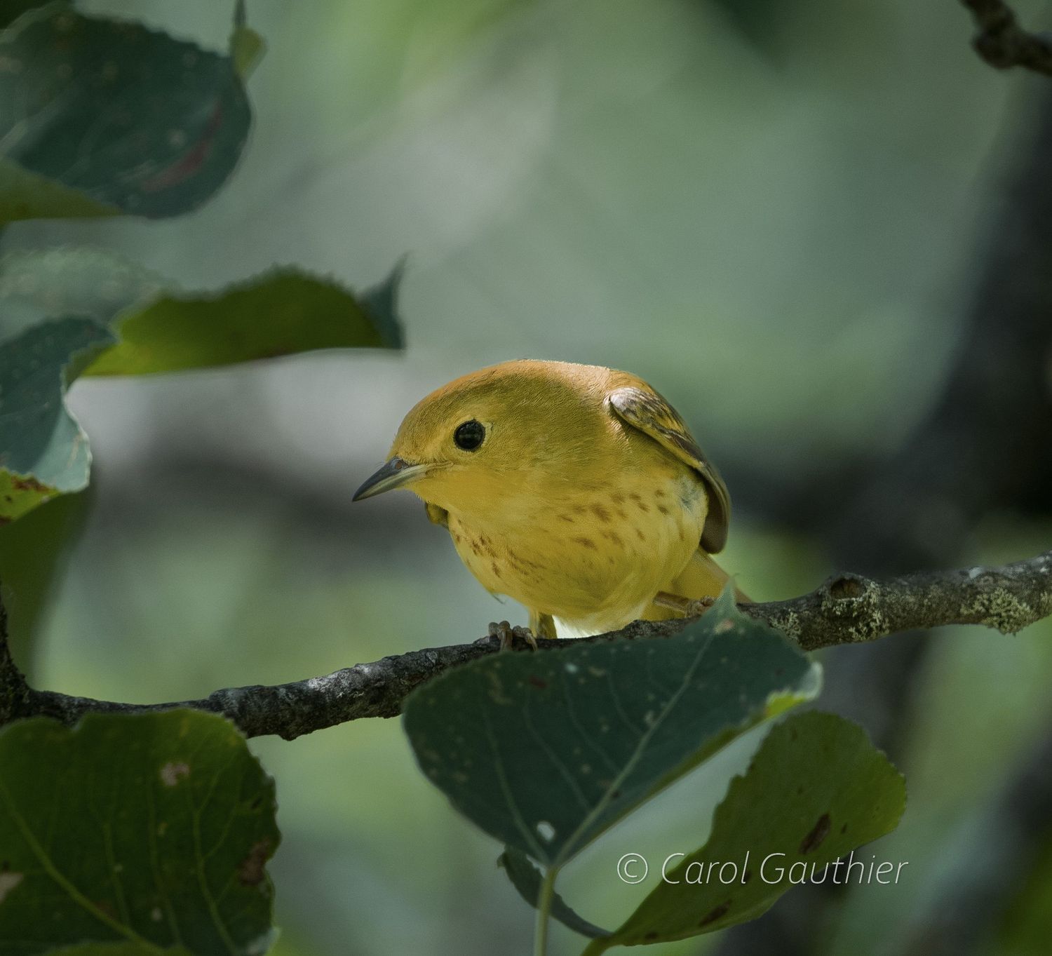 Yellow warbler bird