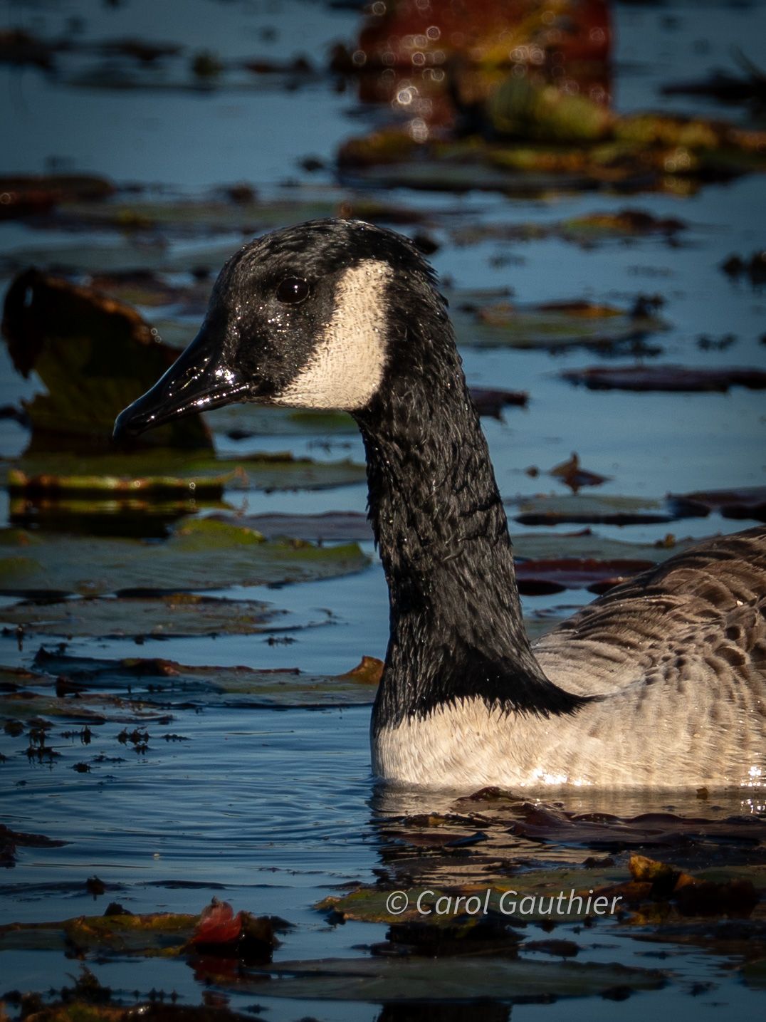 Canada Goose. In Eastern Townships, Quebec.