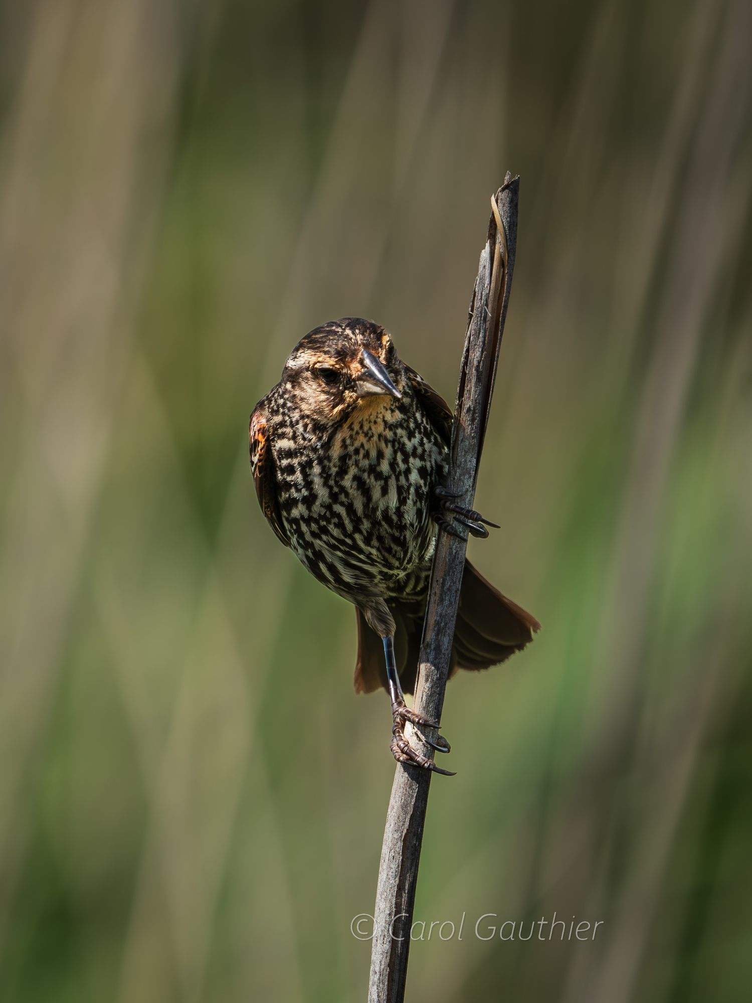 Female red-winged blackbird