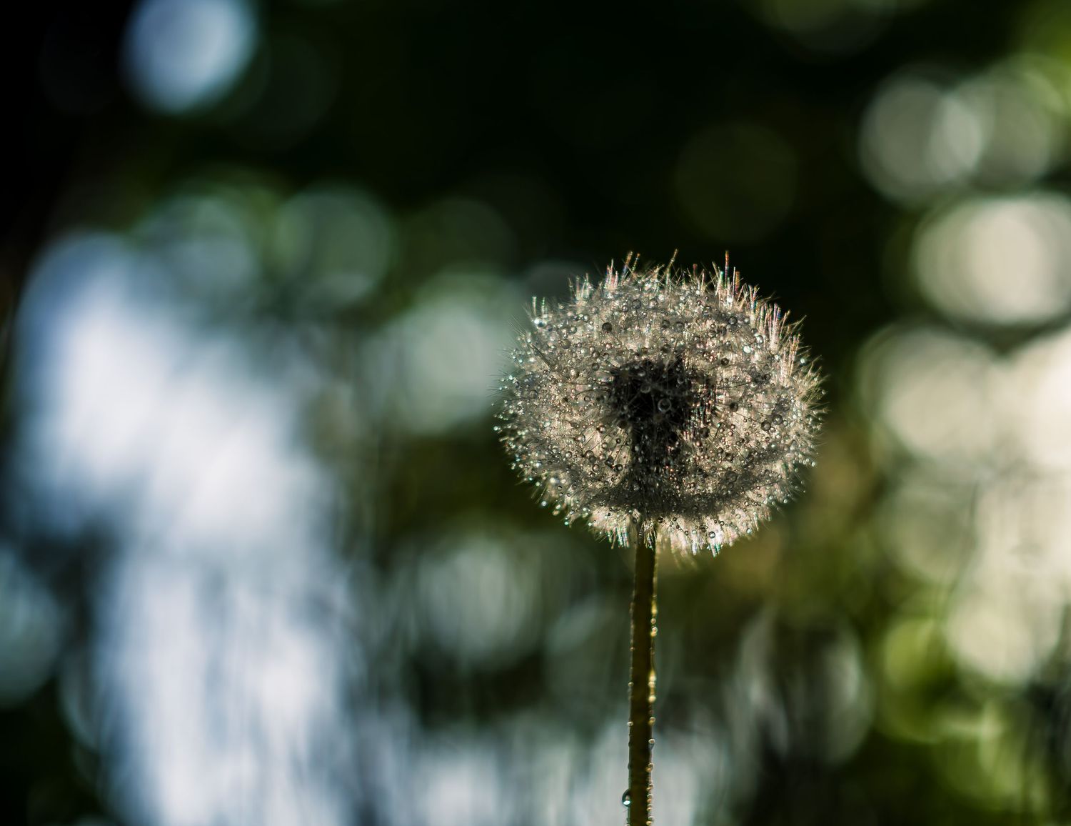 Dandelion light and dew. Dandelion puff balls. Puff seeds.