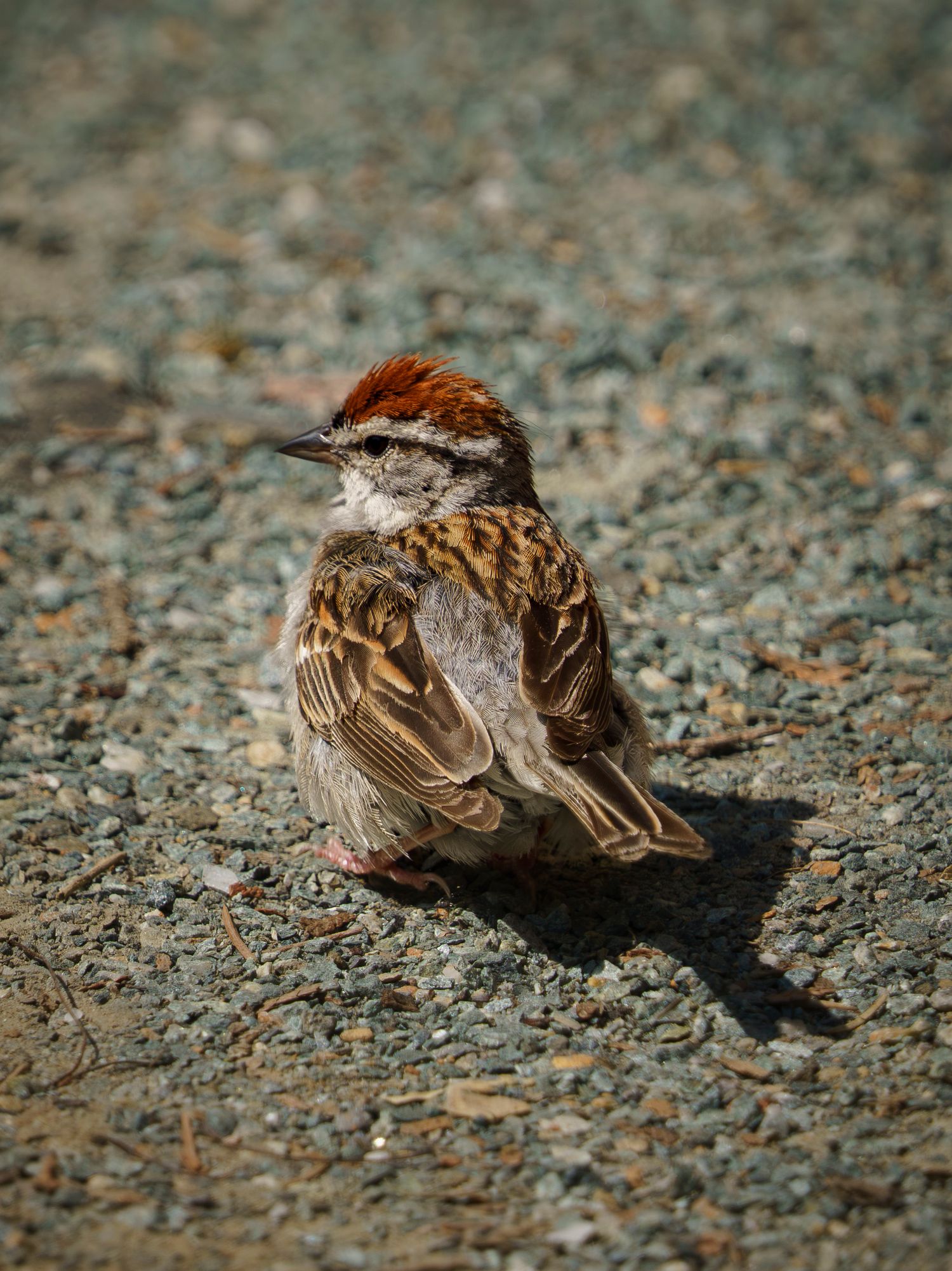 Chipping Sparrow