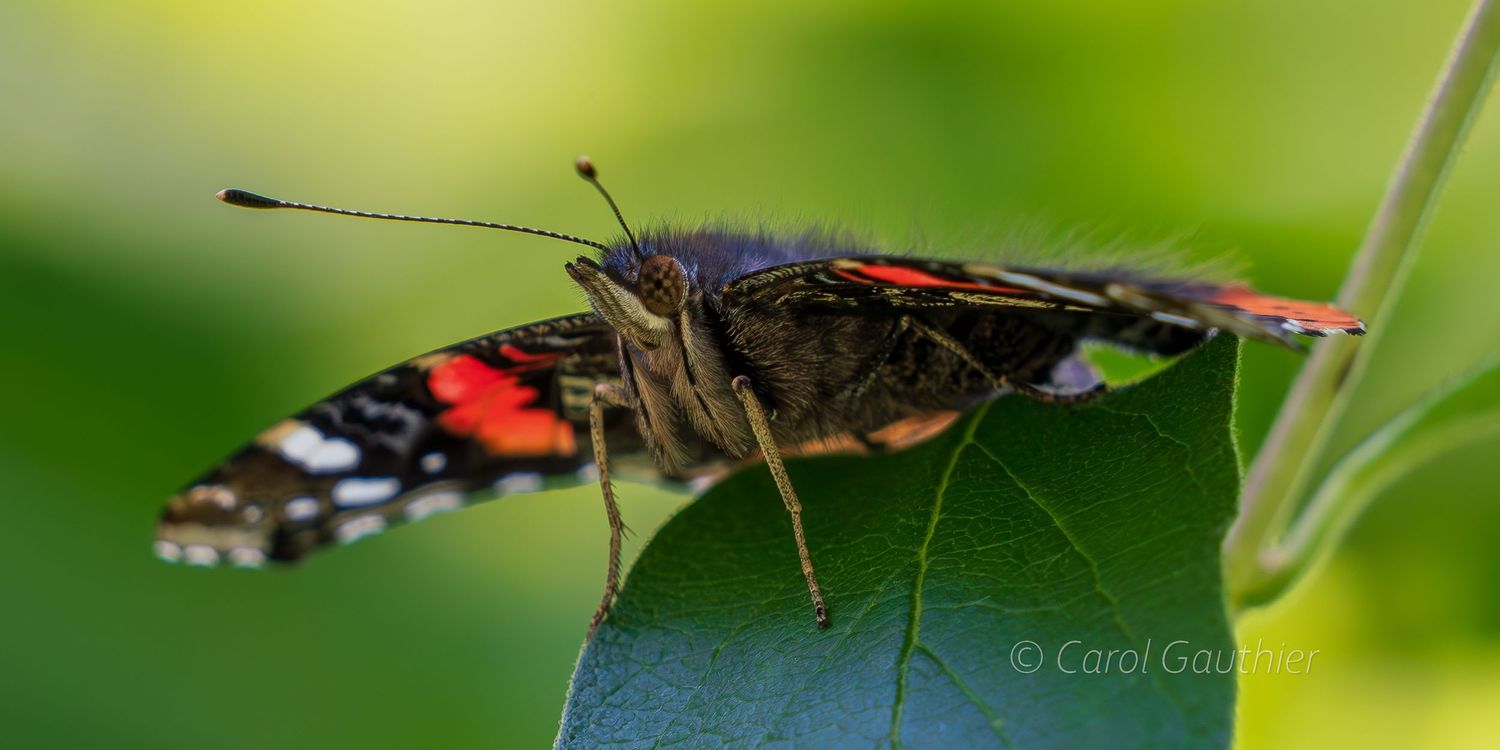 The Red Admiral butterfly