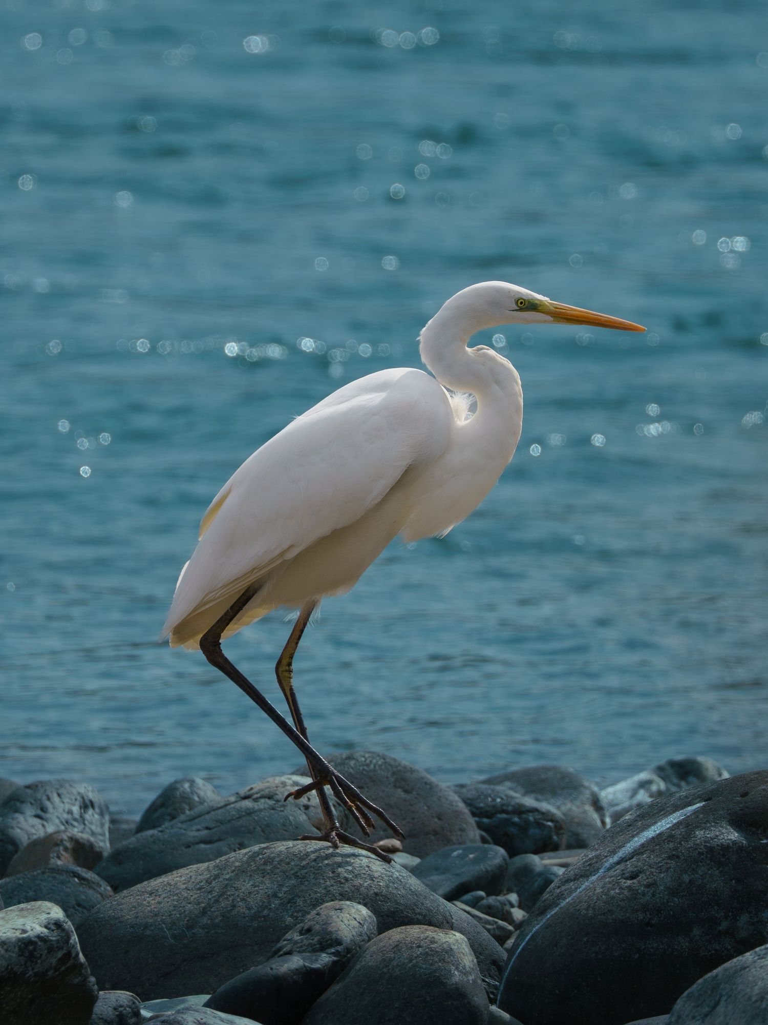 Eastern Great Egret bird