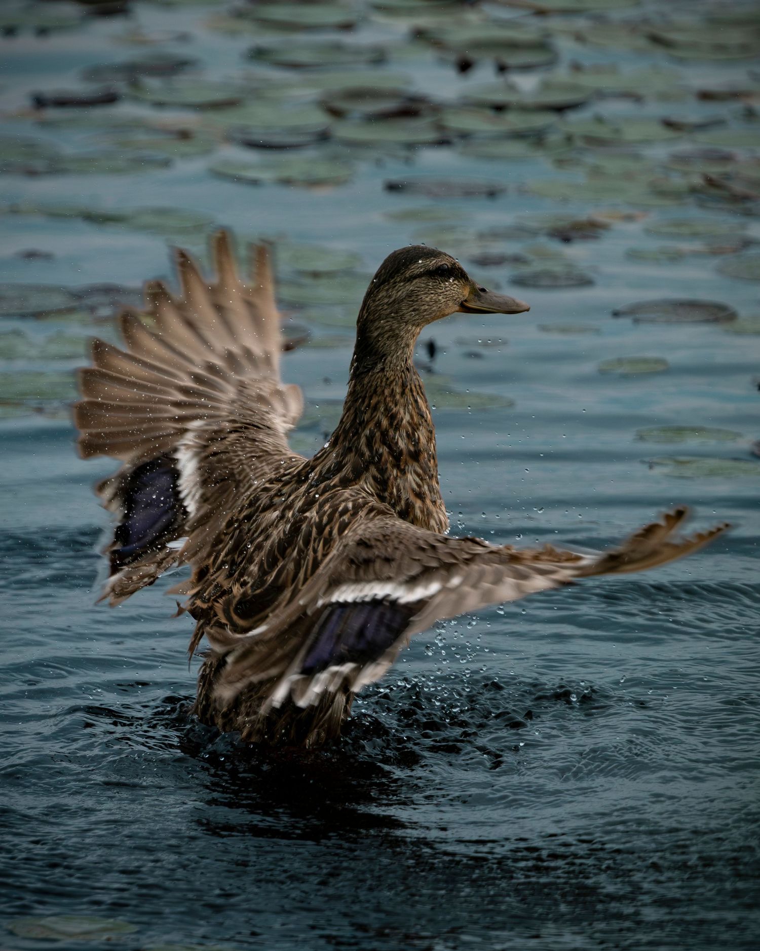 Female Mallard Duck Showering!