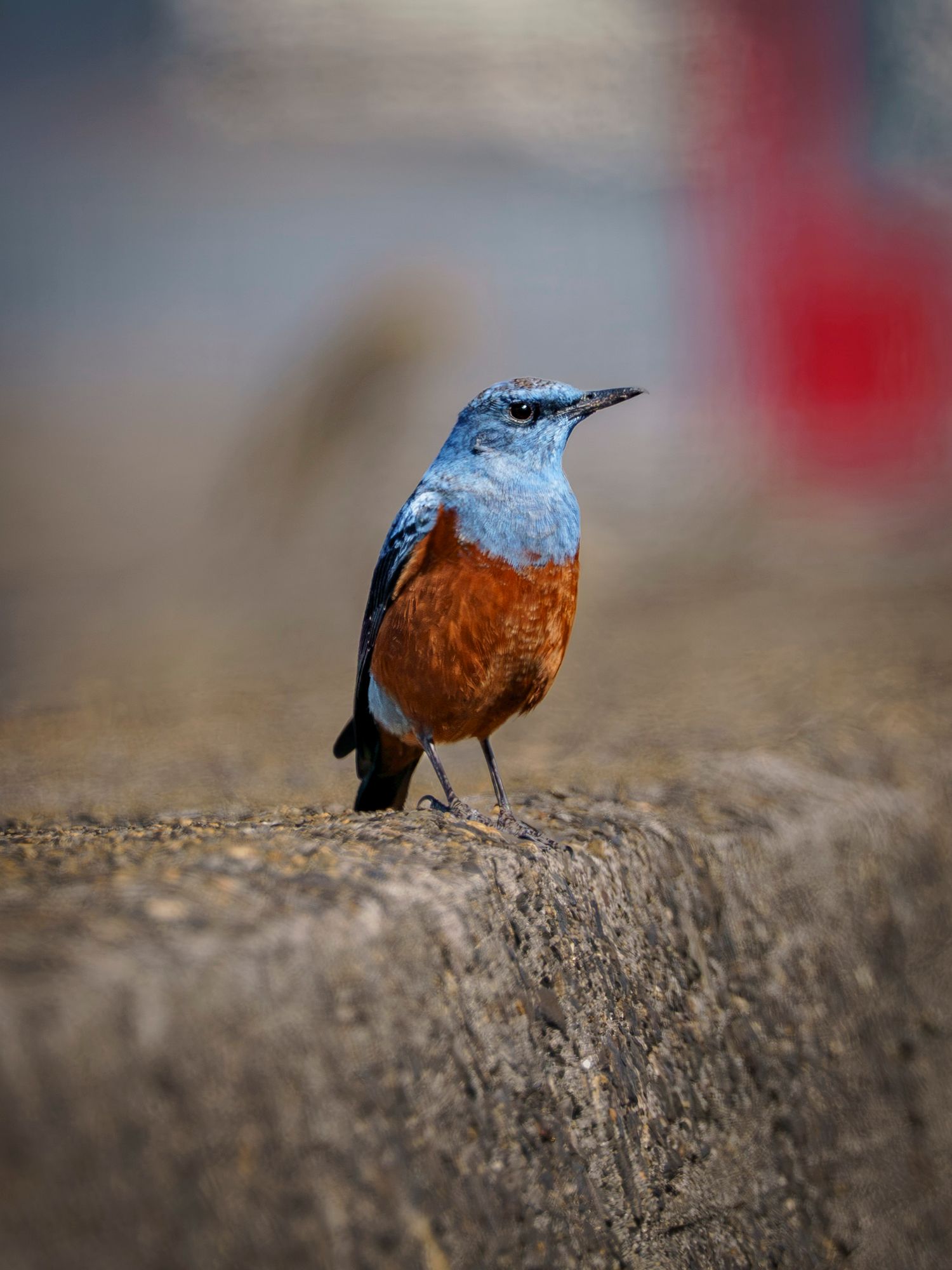 Birds. Male Blue Rock Thrush. In tarumizo, Kyushu, Japan