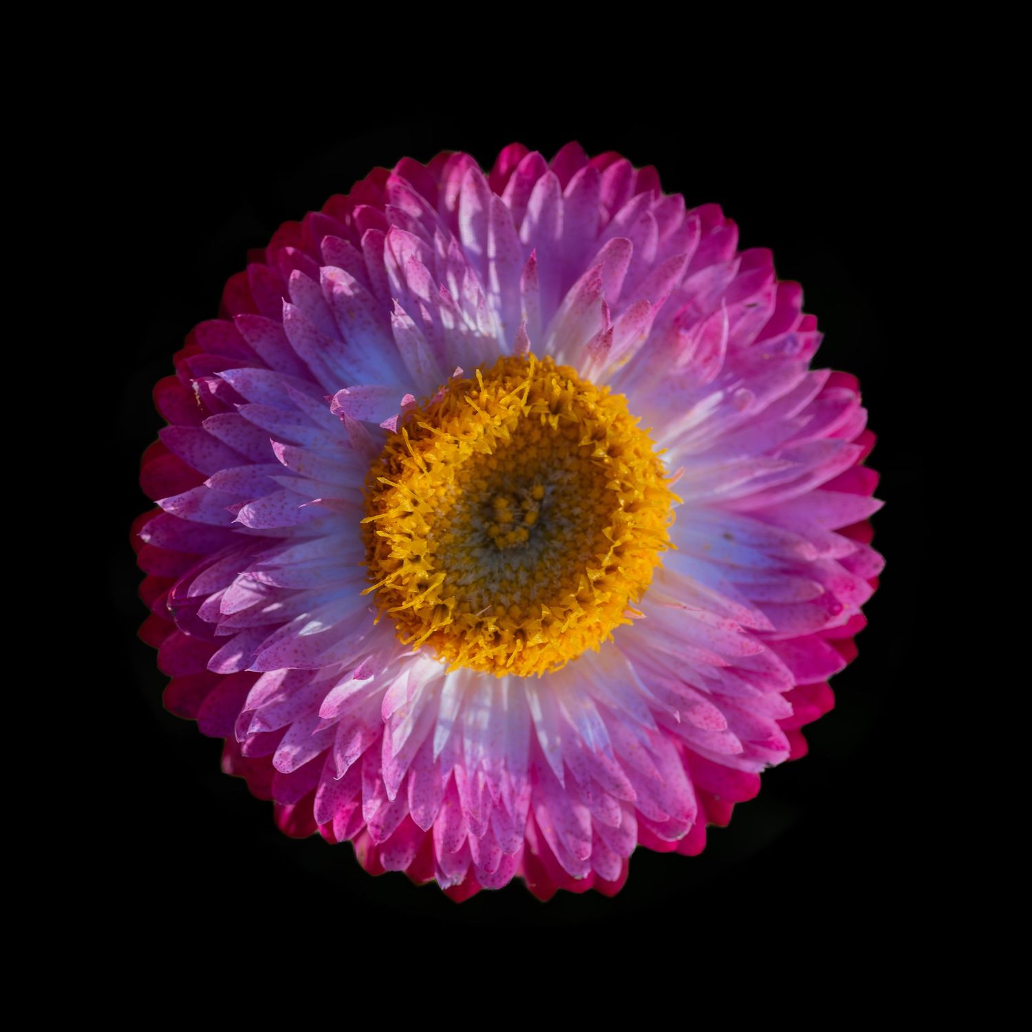 Strawflower or everlasting flower
