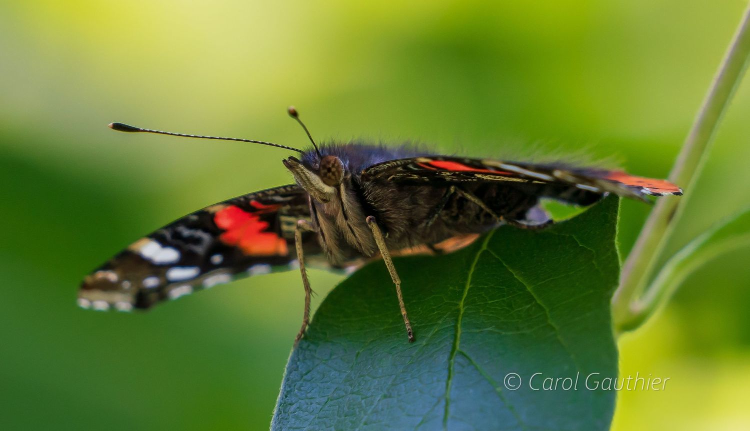 The Red Admiral butterfly