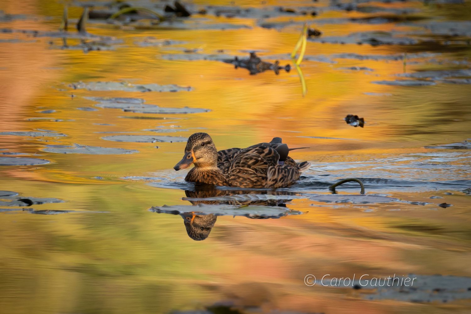 Female Mallard duck on a golden pond