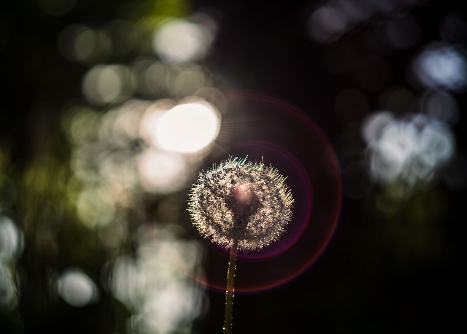 Dandelion light and dew. Dandelion puff balls. Puff seeds.