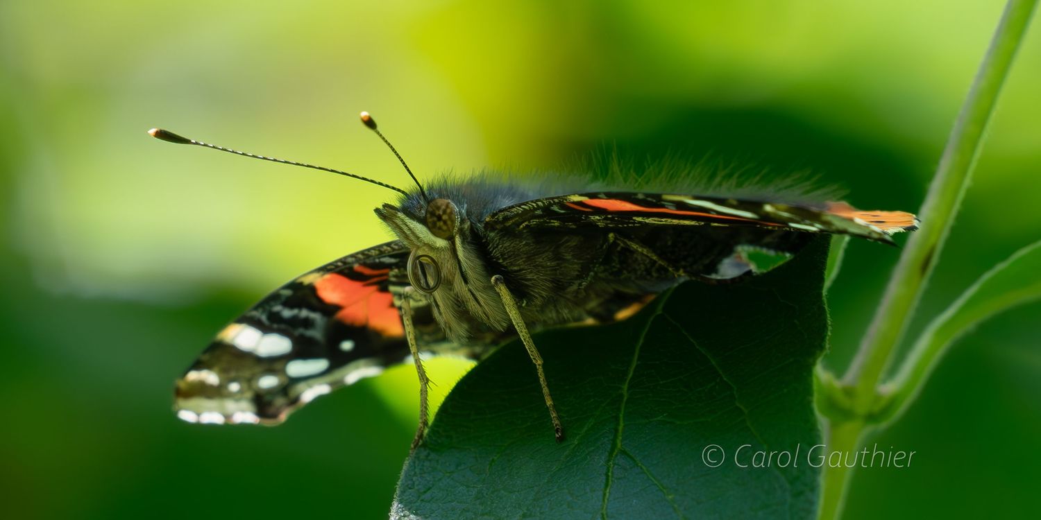 The Red Admiral butterfly