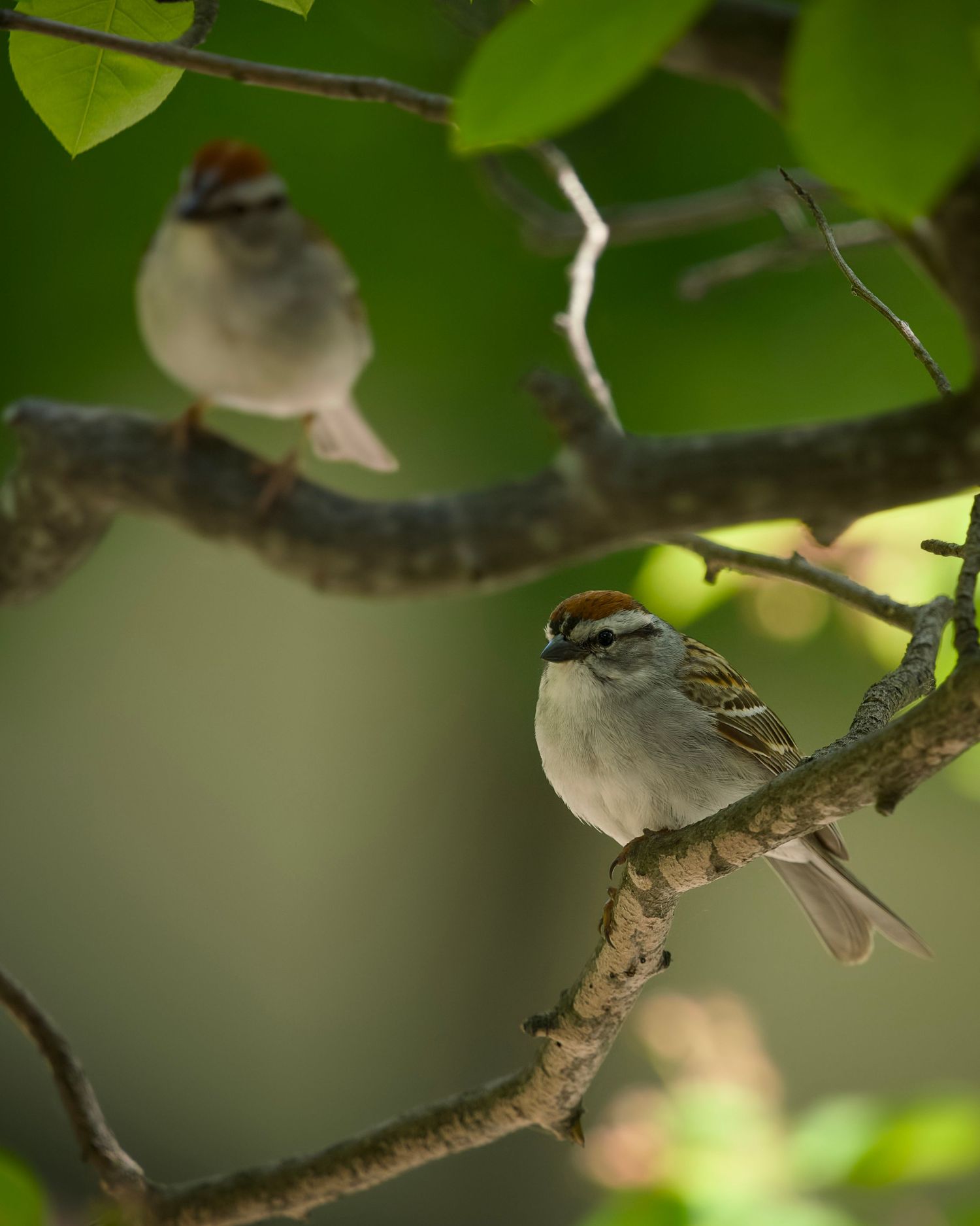 Chipping Sparrow