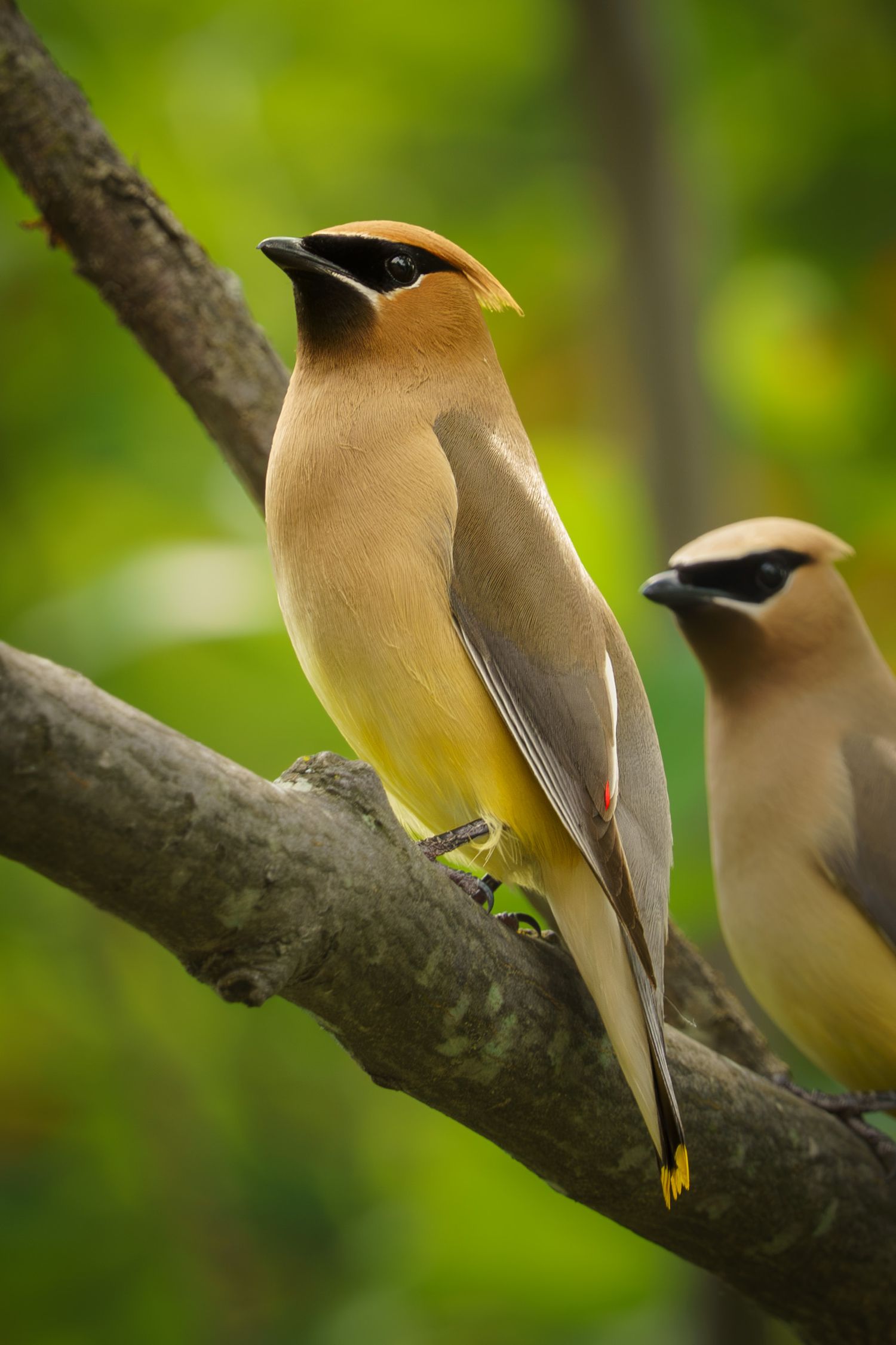 Two Cedar Waxwing. Jaseur d'amérique