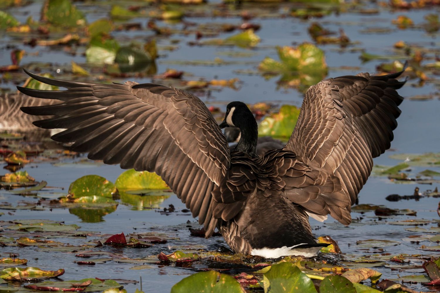 Canada Goose. In Eastern Townships, Quebec.
