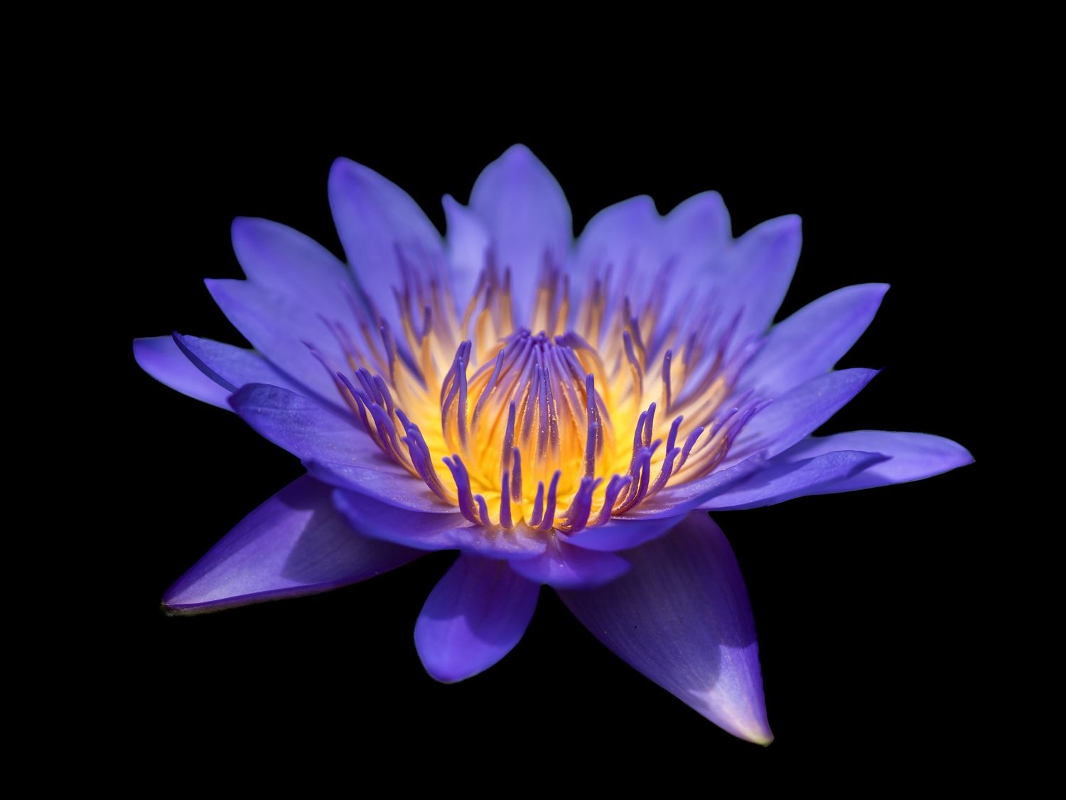 Lotus Flower