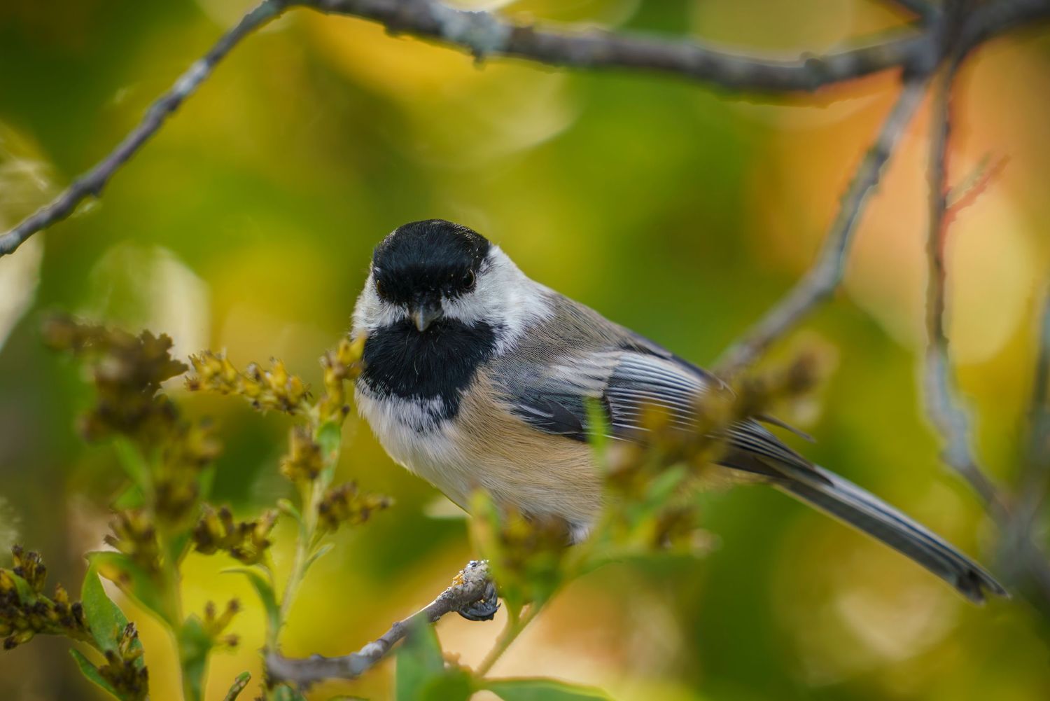 Chickadee bird with autumn colors in the background, Quebec, Canada.