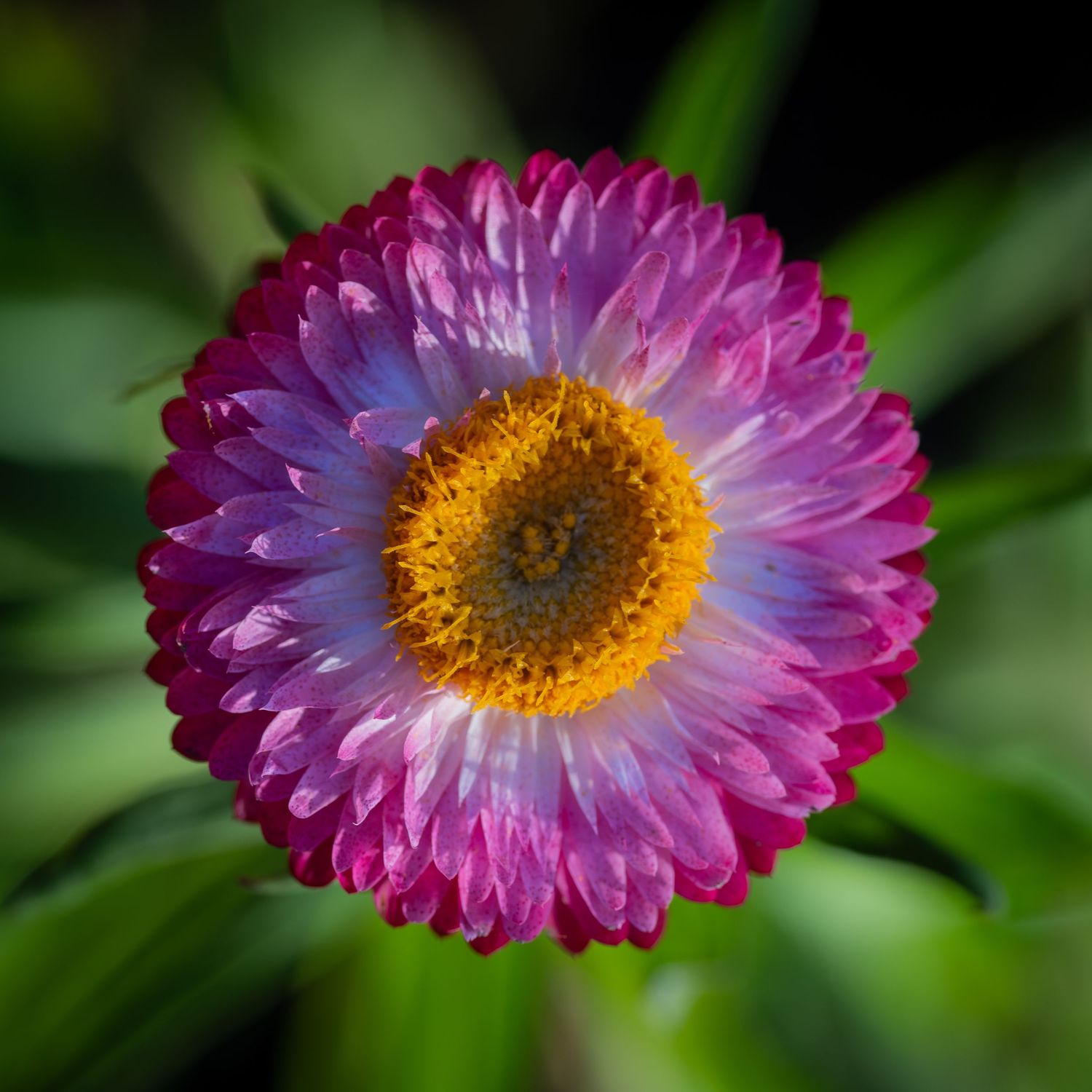 Strawflower or everlasting flower
