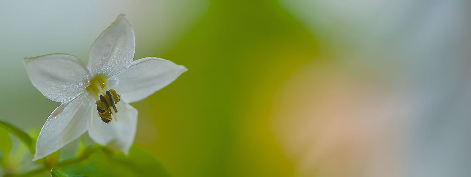 Thai chili flower