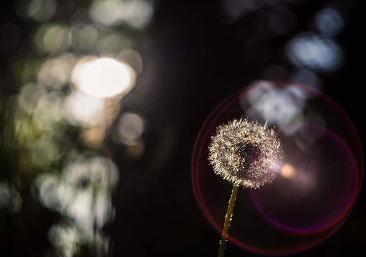 Dandelion light and dew. Dandelion puff balls. Puff seeds.