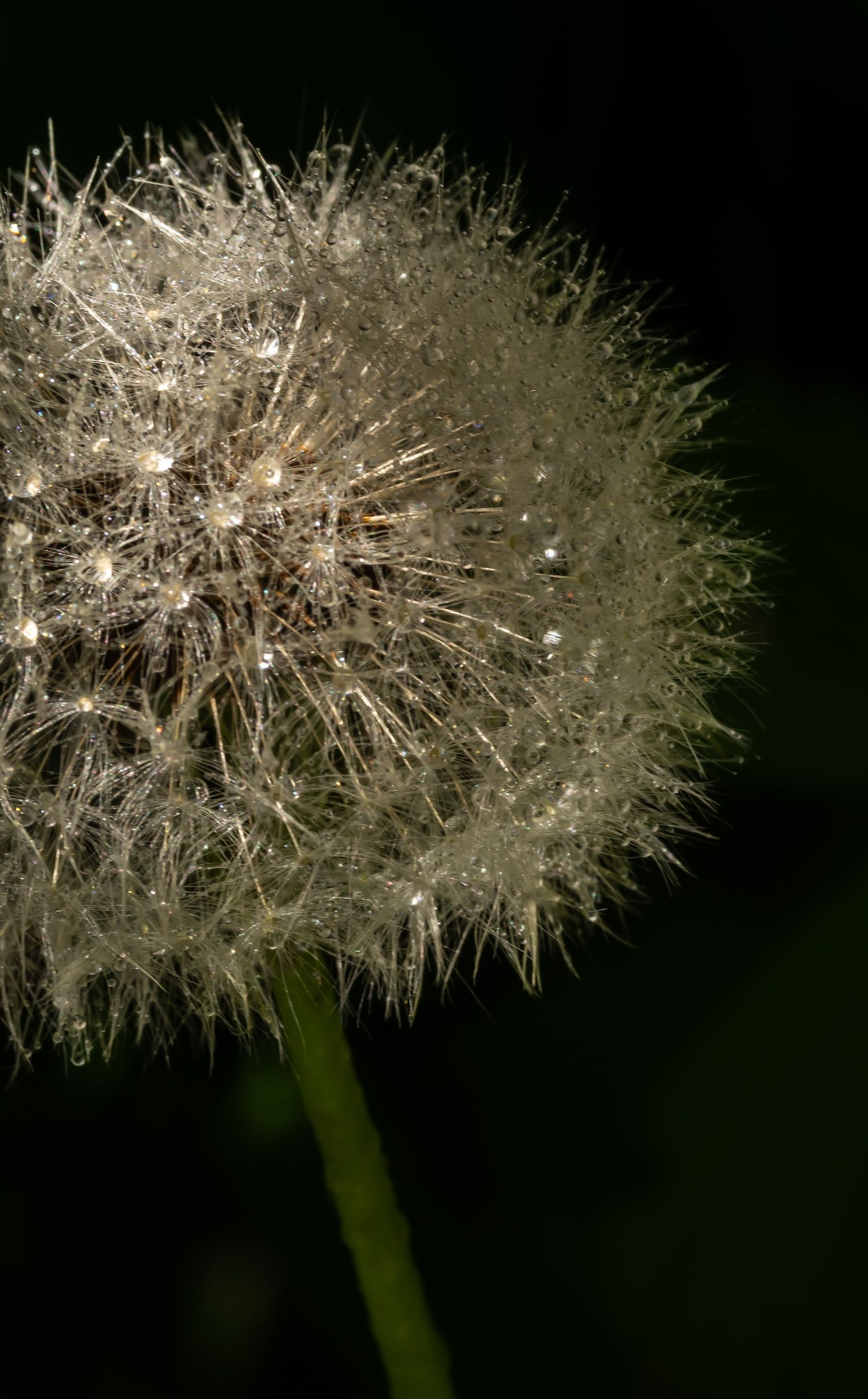 Dandelion light and dew. Dandelion puff balls. Puff seeds.