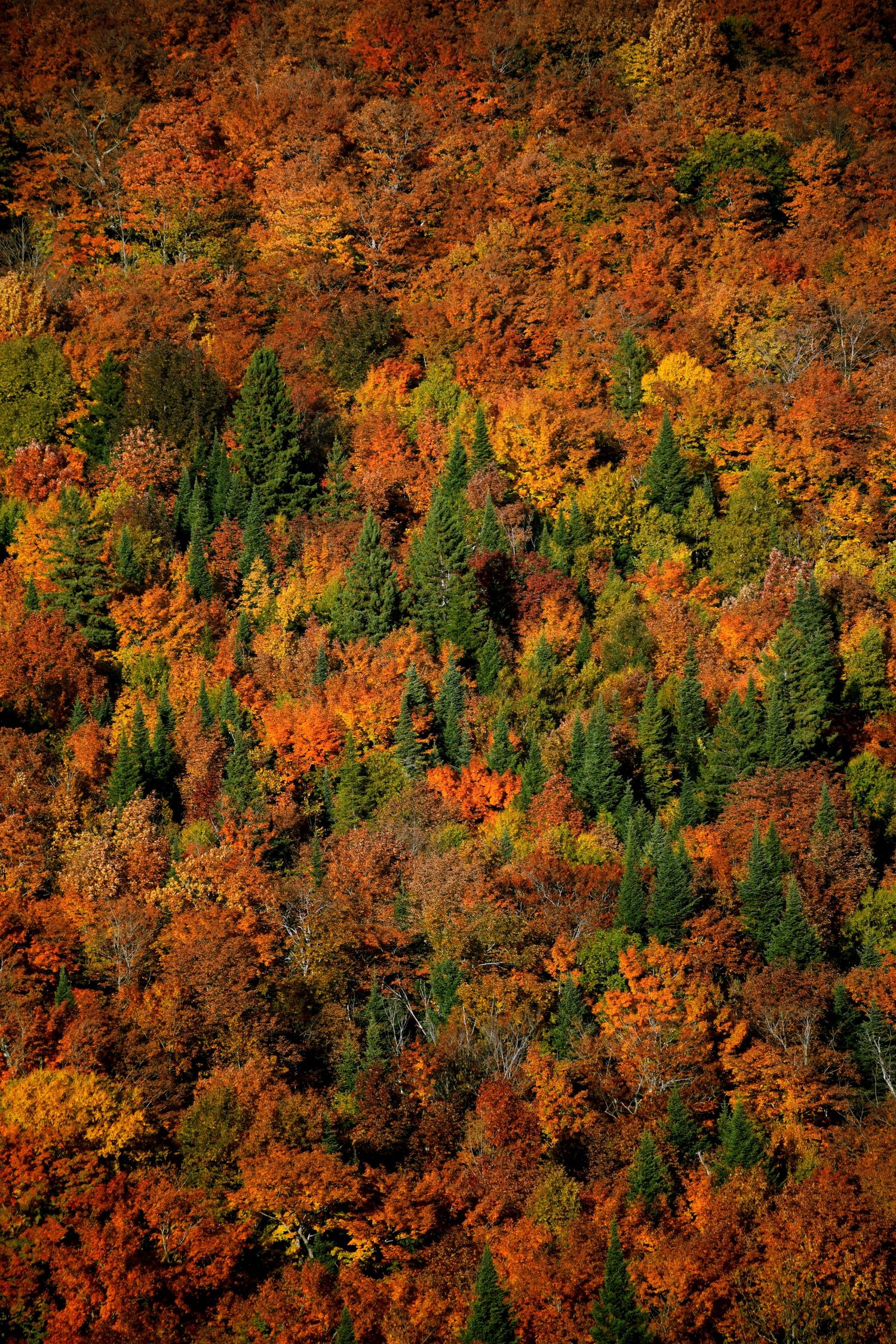 Fall tapestry. Autumn explosion of colours.