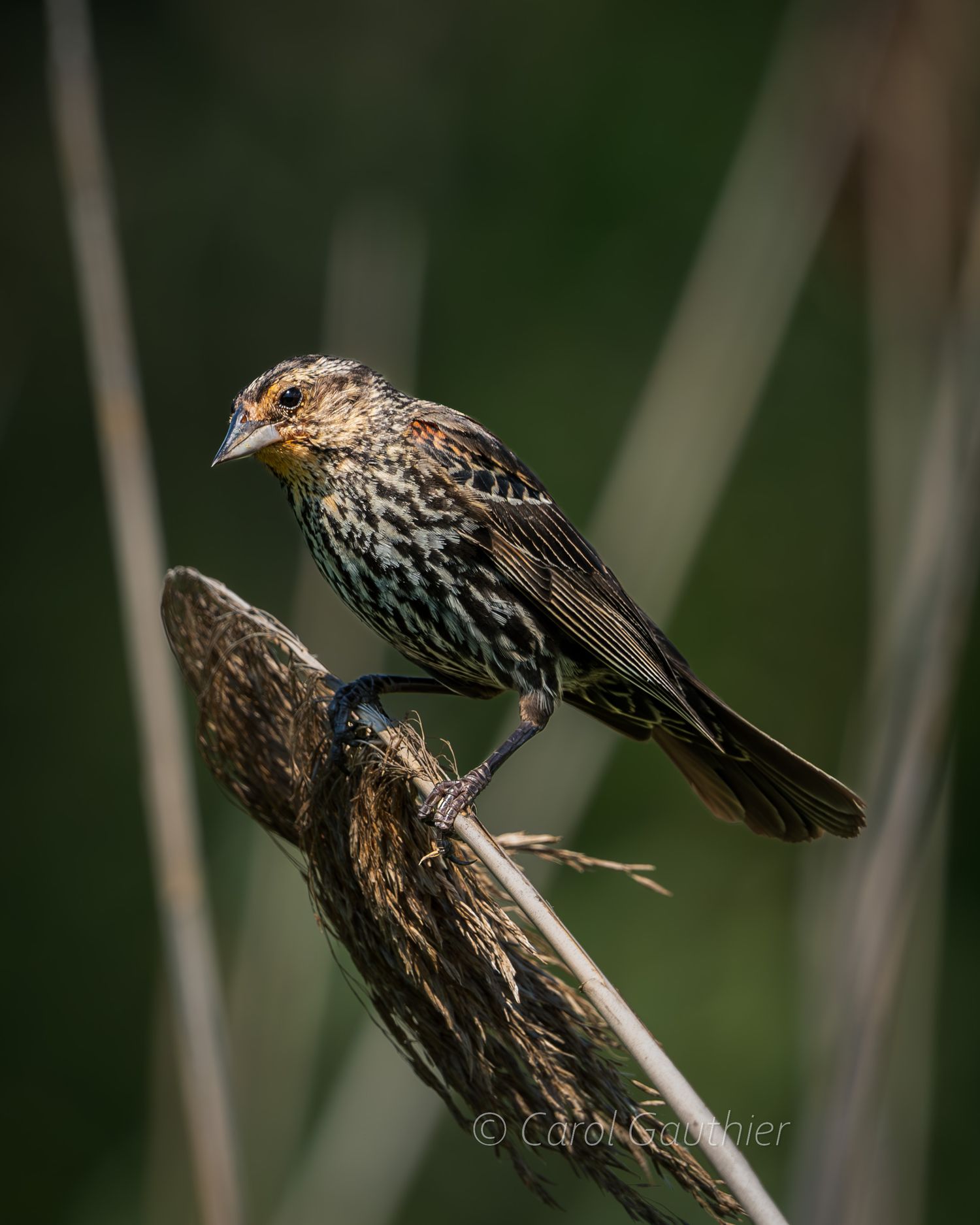 Female red-winged blackbird