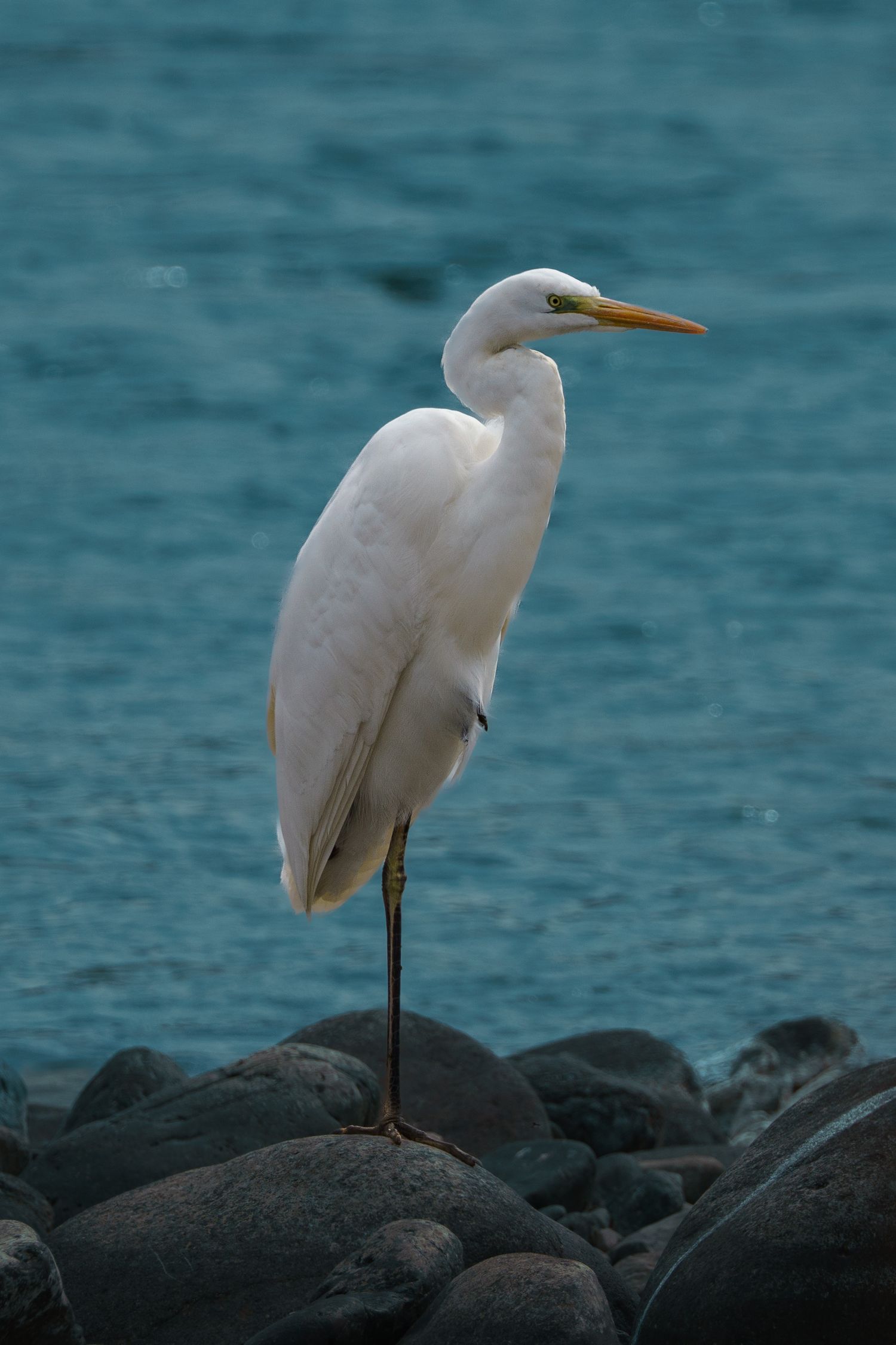 Eastern Great Egret bird