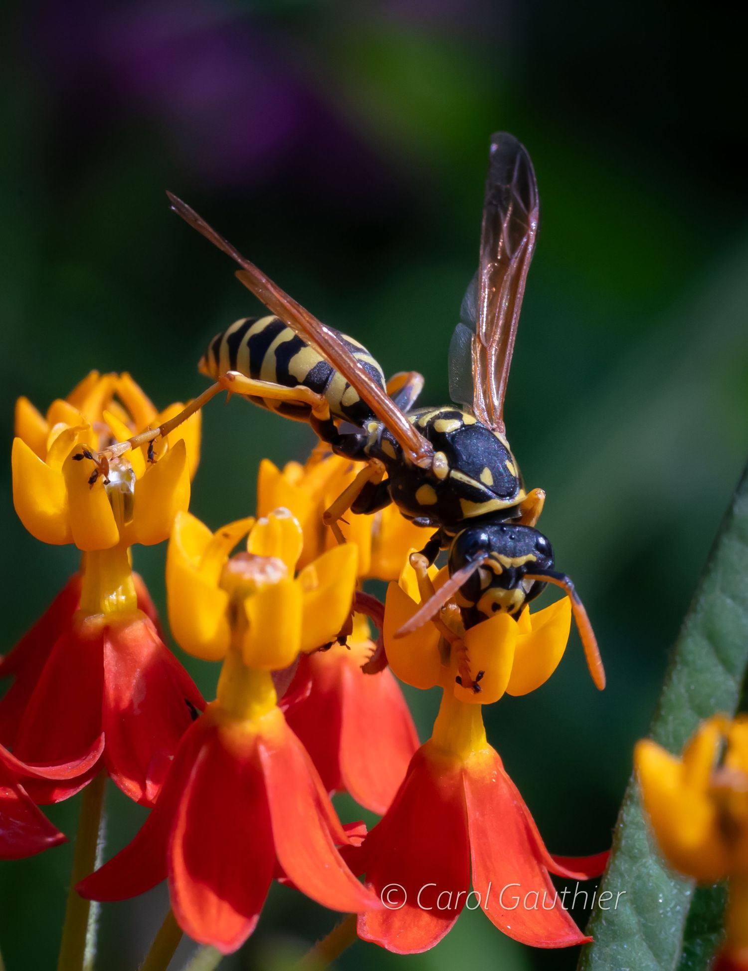 European Paper Wasp