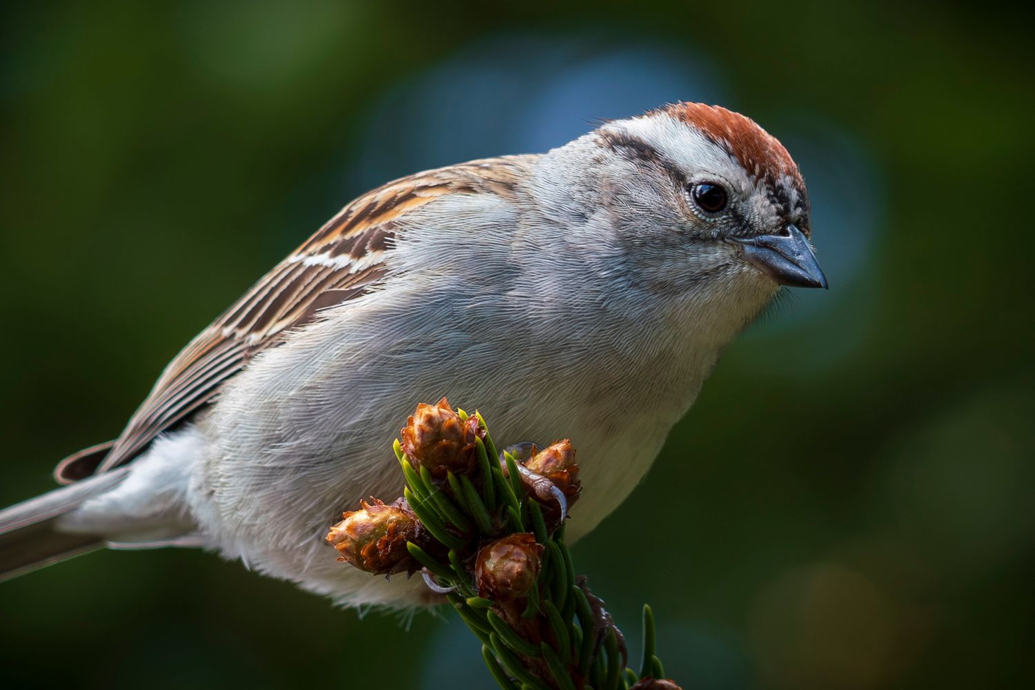 Bird. Chipping Sparrow.