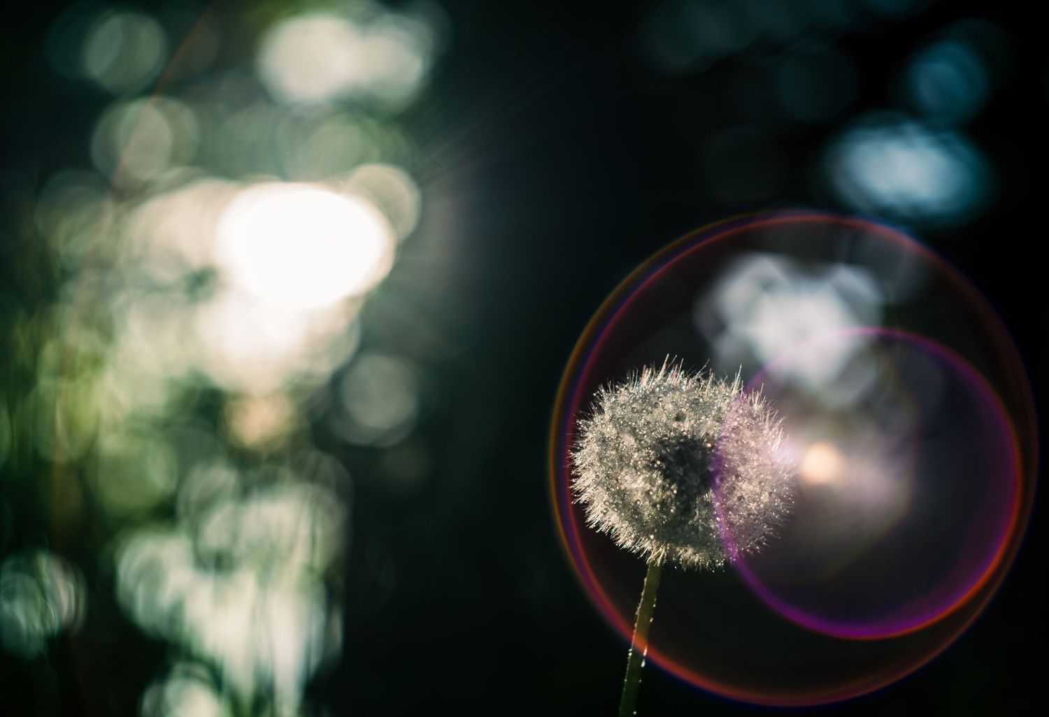 Dandelion light and dew. Dandelion puff balls. Puff seeds.