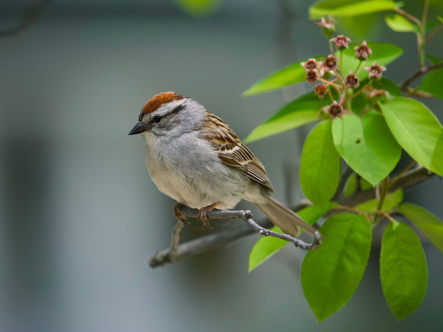 Chipping Sparrow