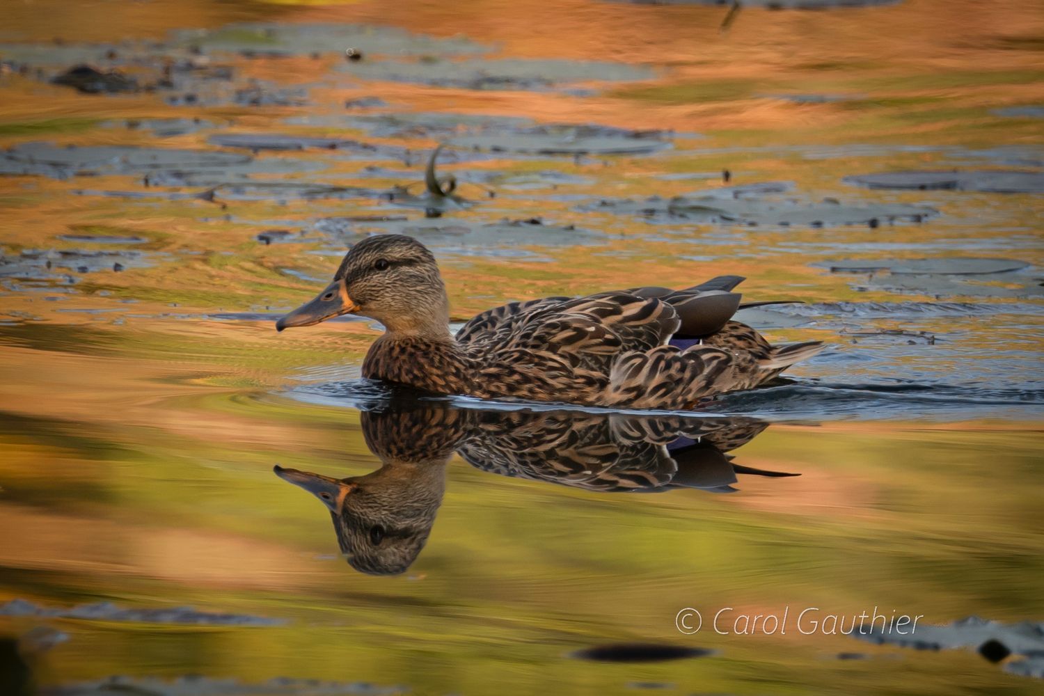 Female Mallard duck on a golden pond