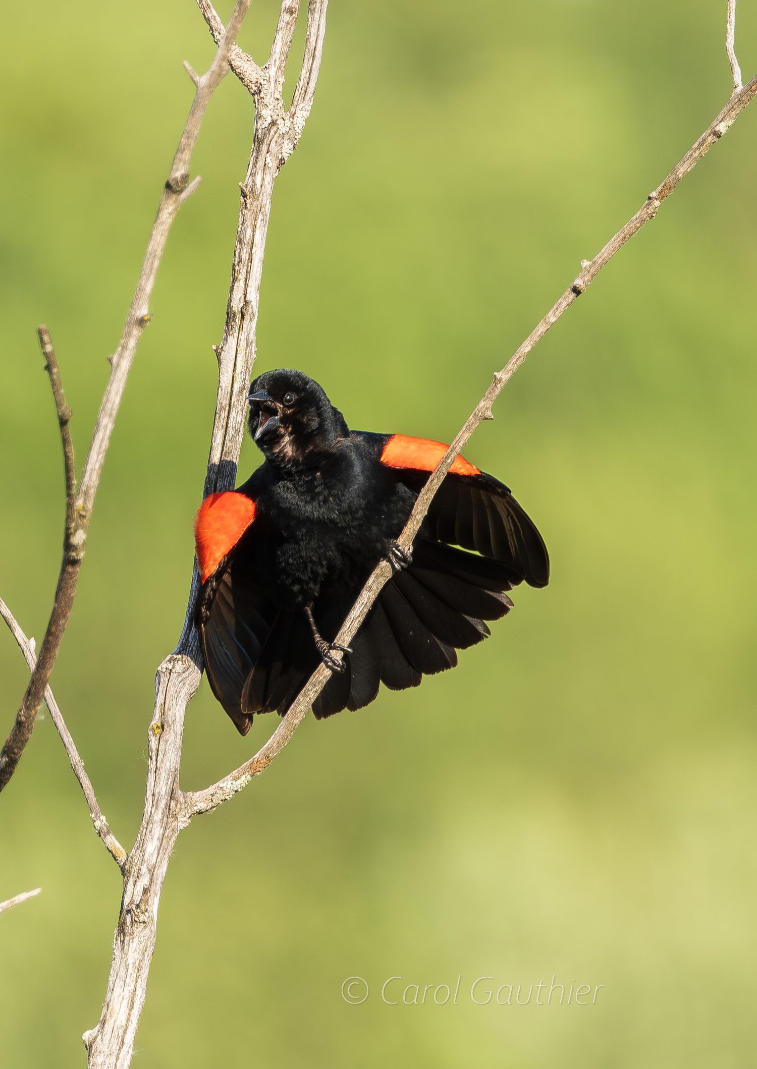 Male red-winged blackbird