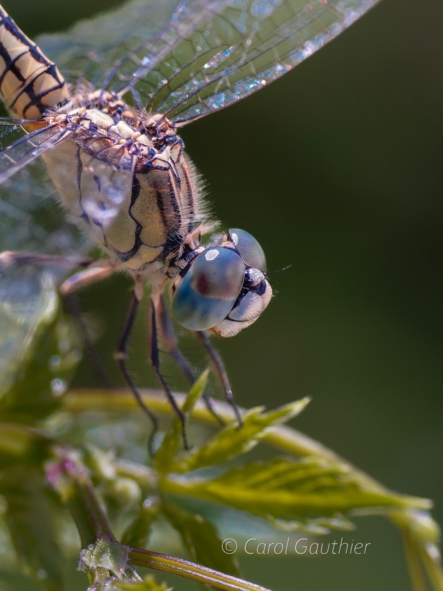 Slender Skimmer Dragonfly