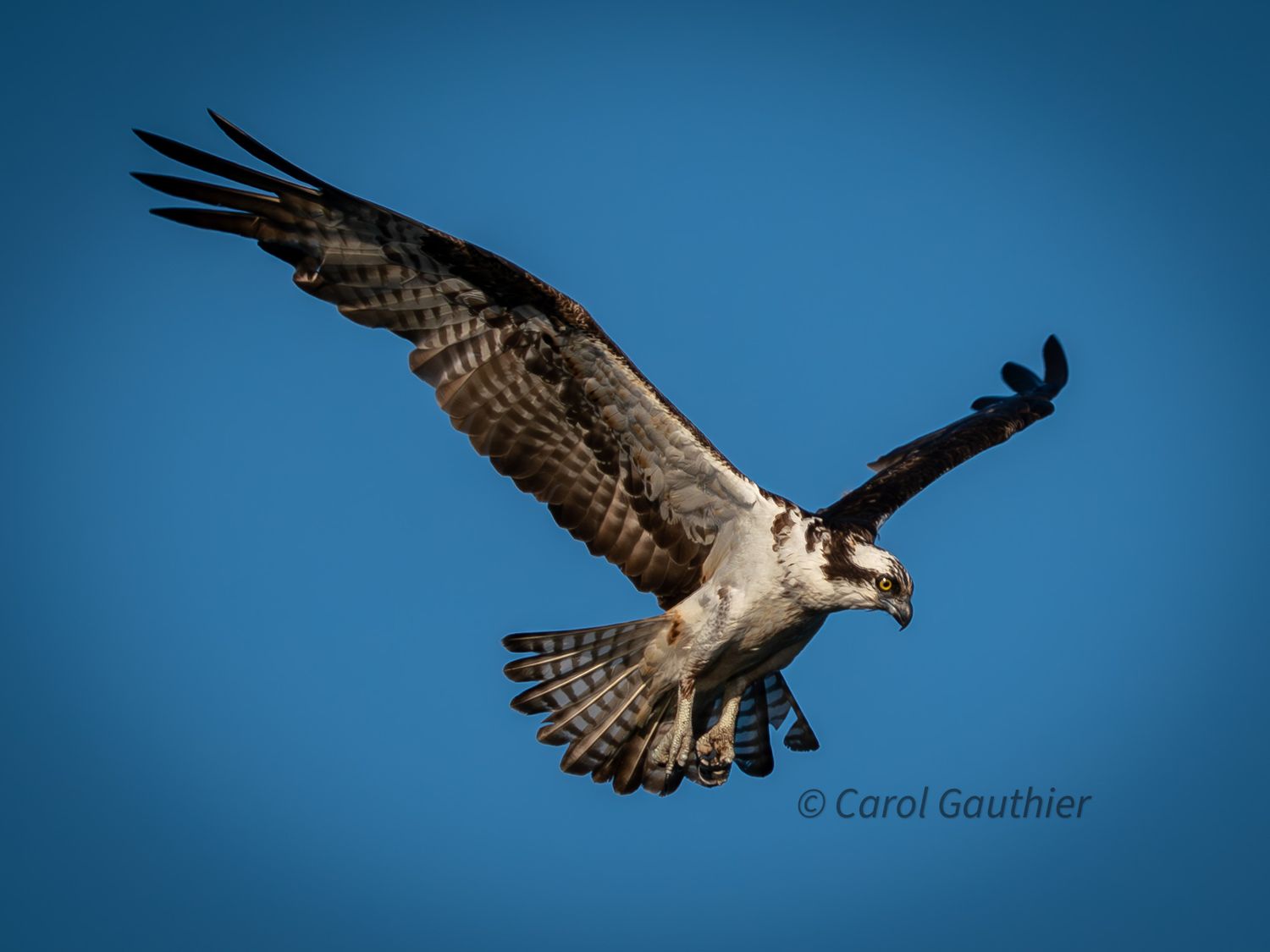 Bird of prey. Osprey